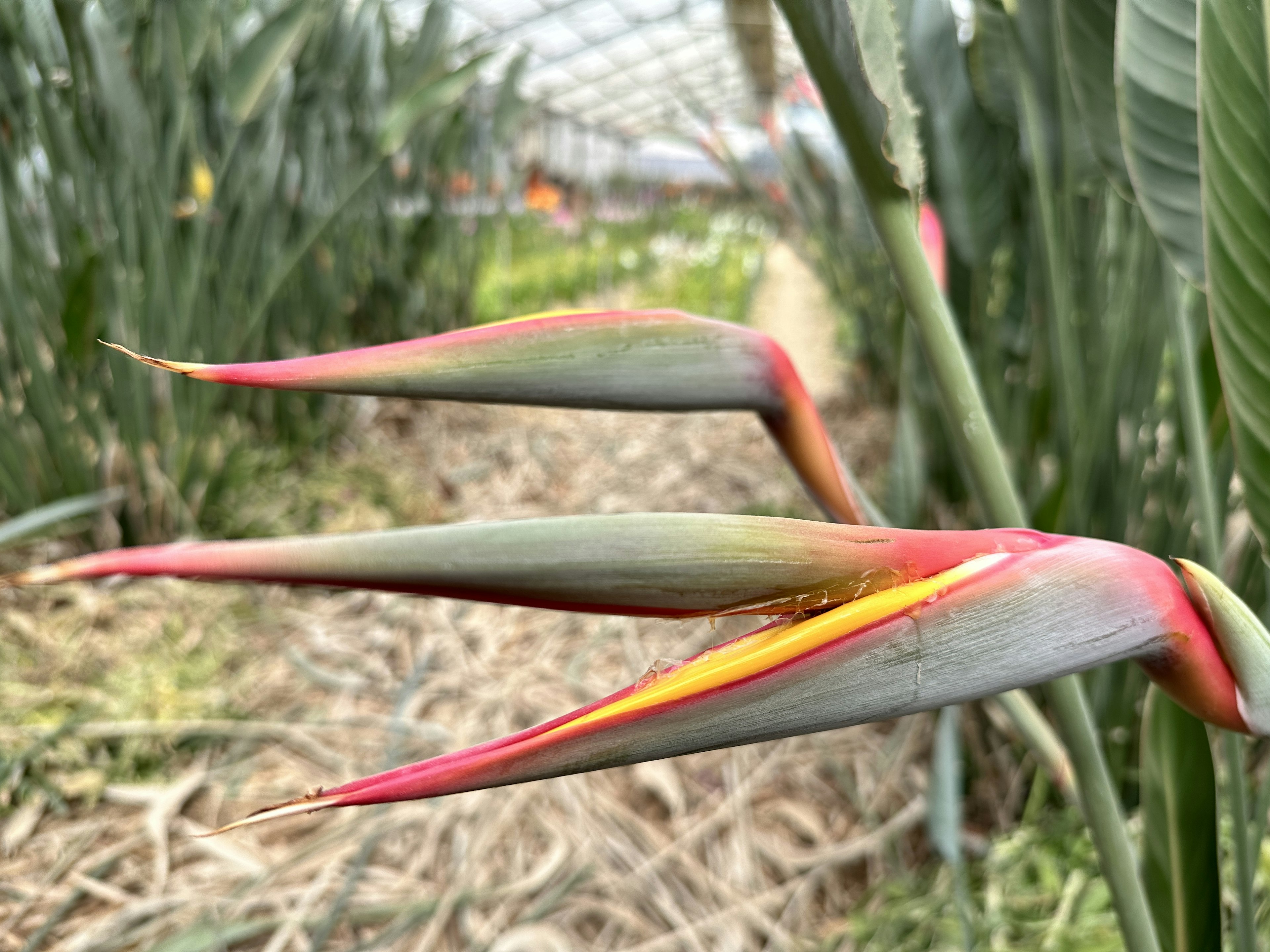 Primo piano di una pianta tropicale con petali di fiori vibranti