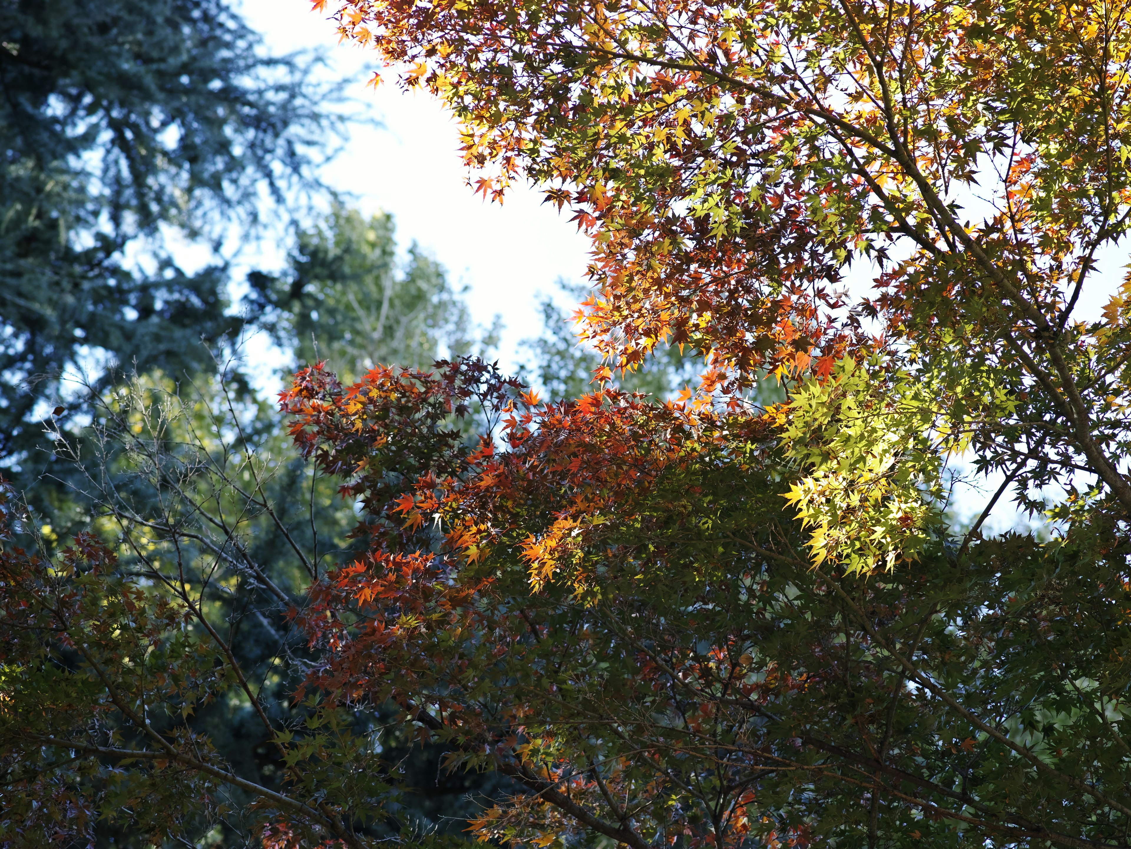 Vista superiore di alberi con fogliame autunnale