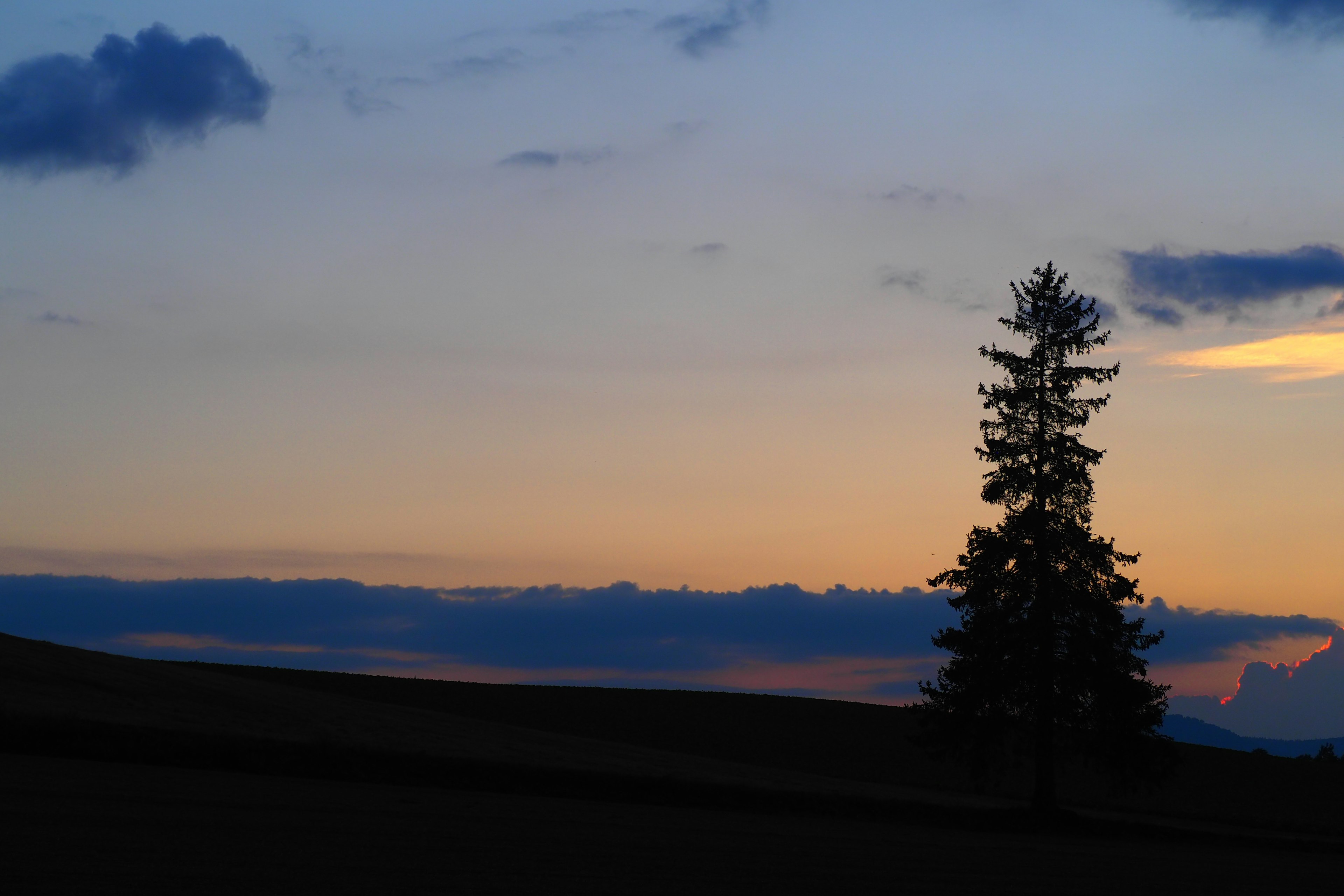 Silhouette of a tree against a sunset sky