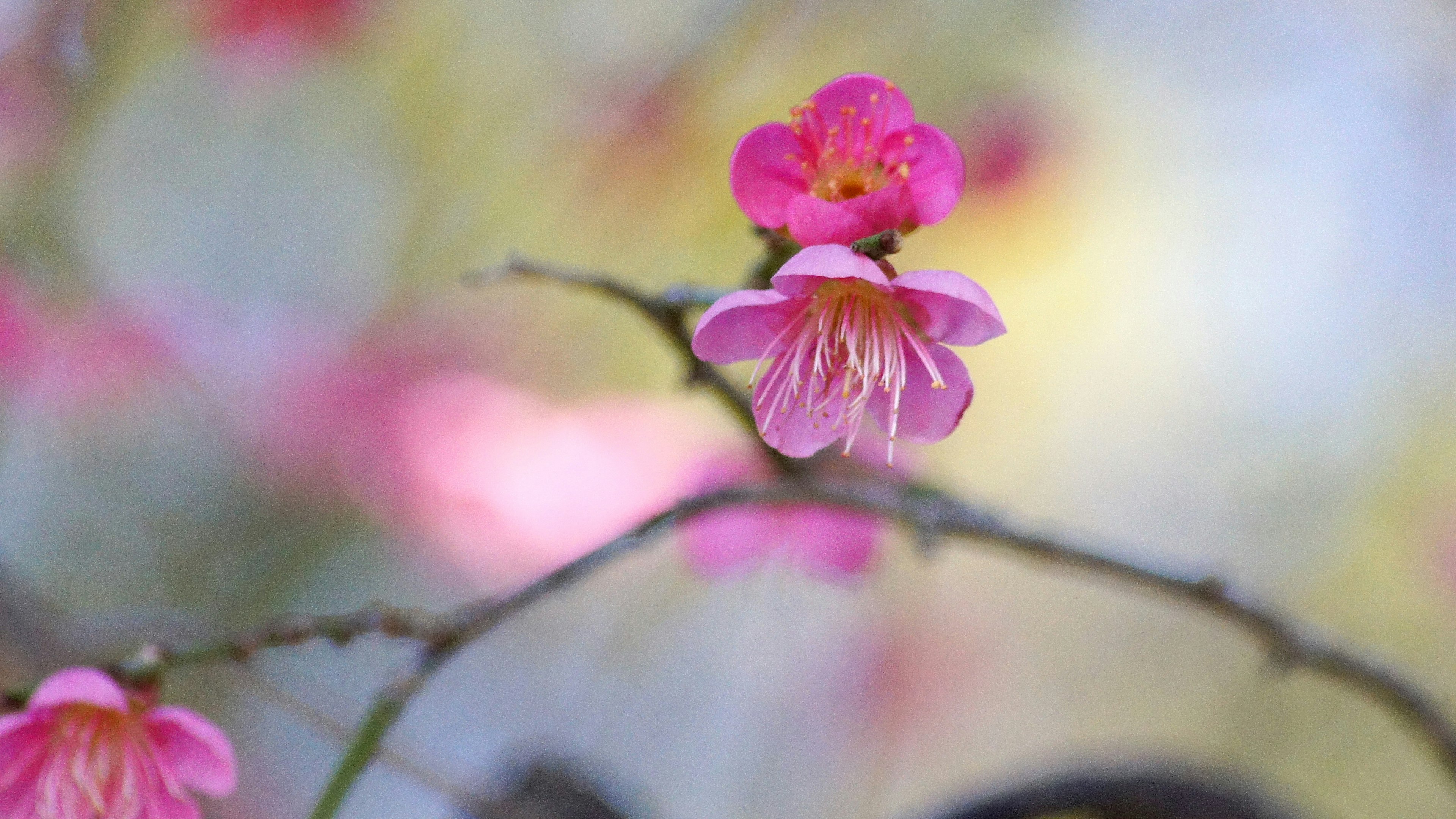 Kedekatan bunga sakura di cabang kelopak pink cerah dan cabang halus