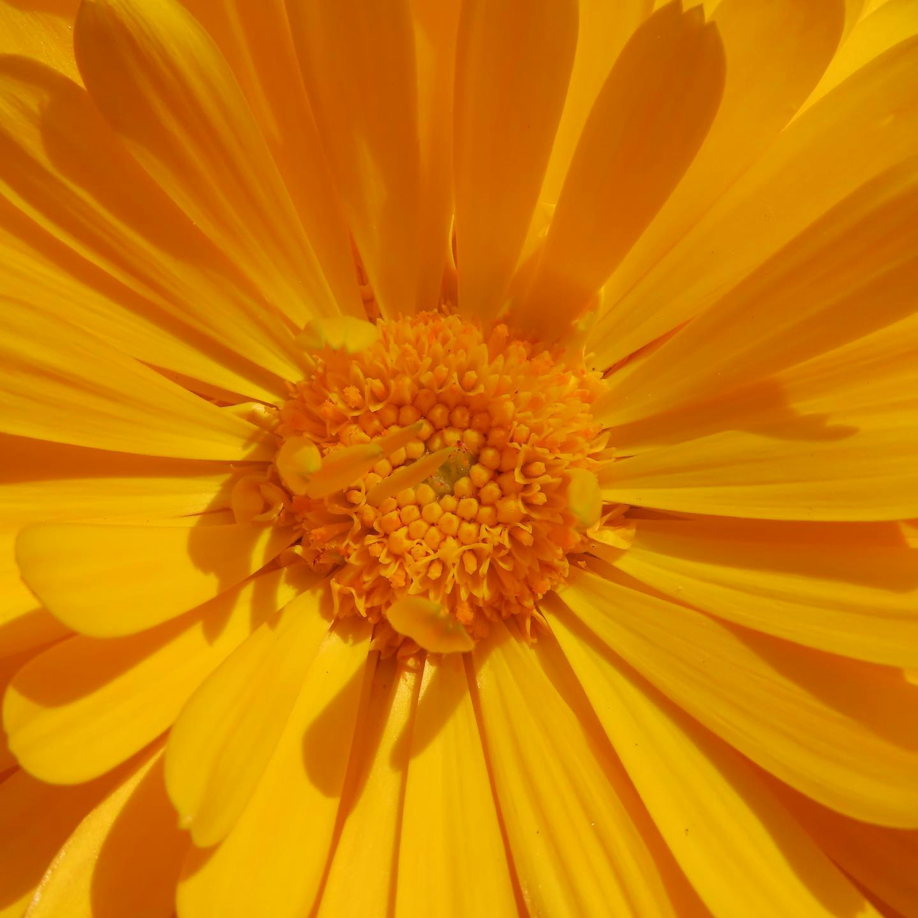 Imagen en primer plano de una flor amarilla vibrante mostrando pétalos y polen