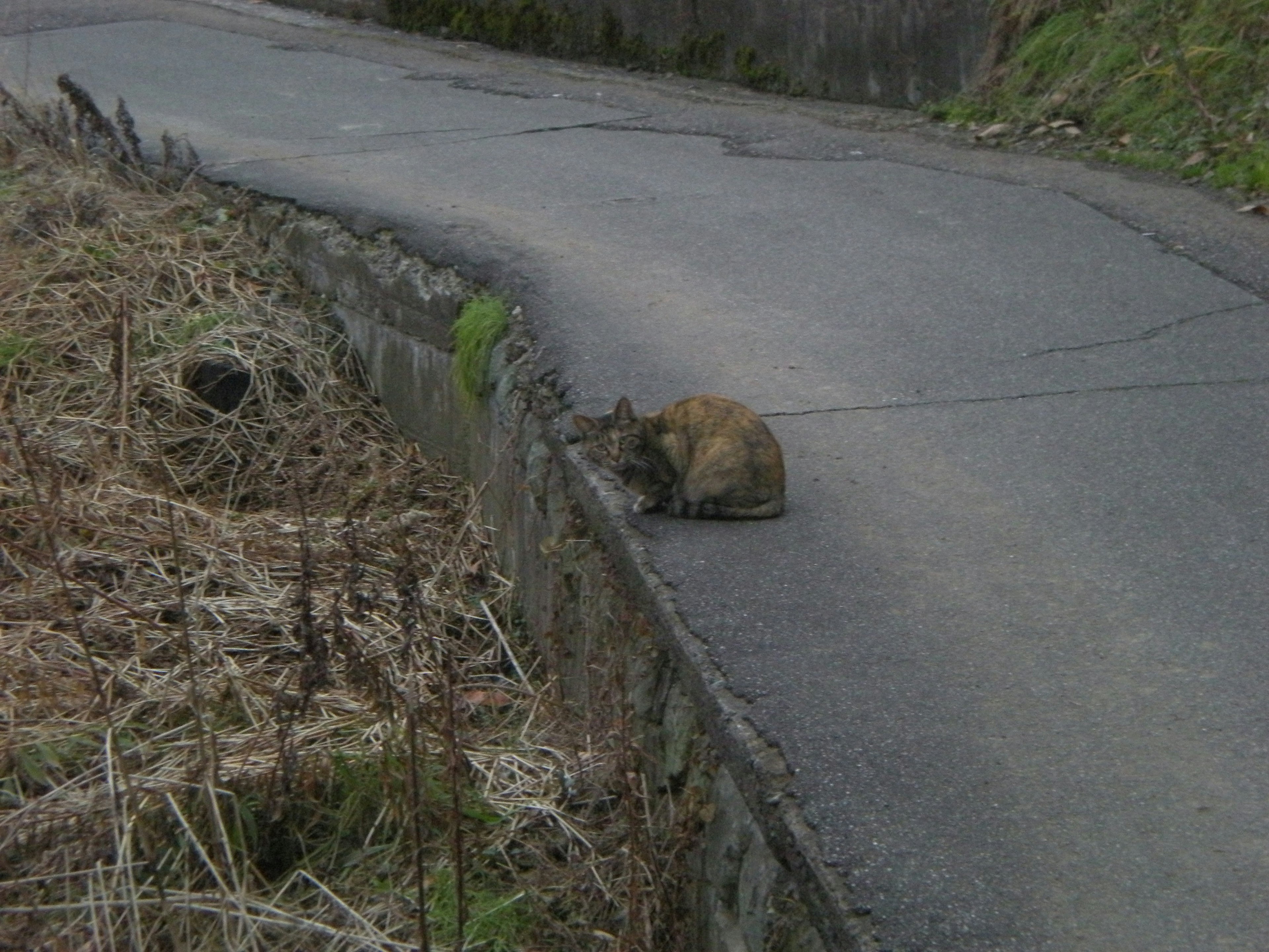 Braune Katze sitzt am Rand einer gepflasterten Straße