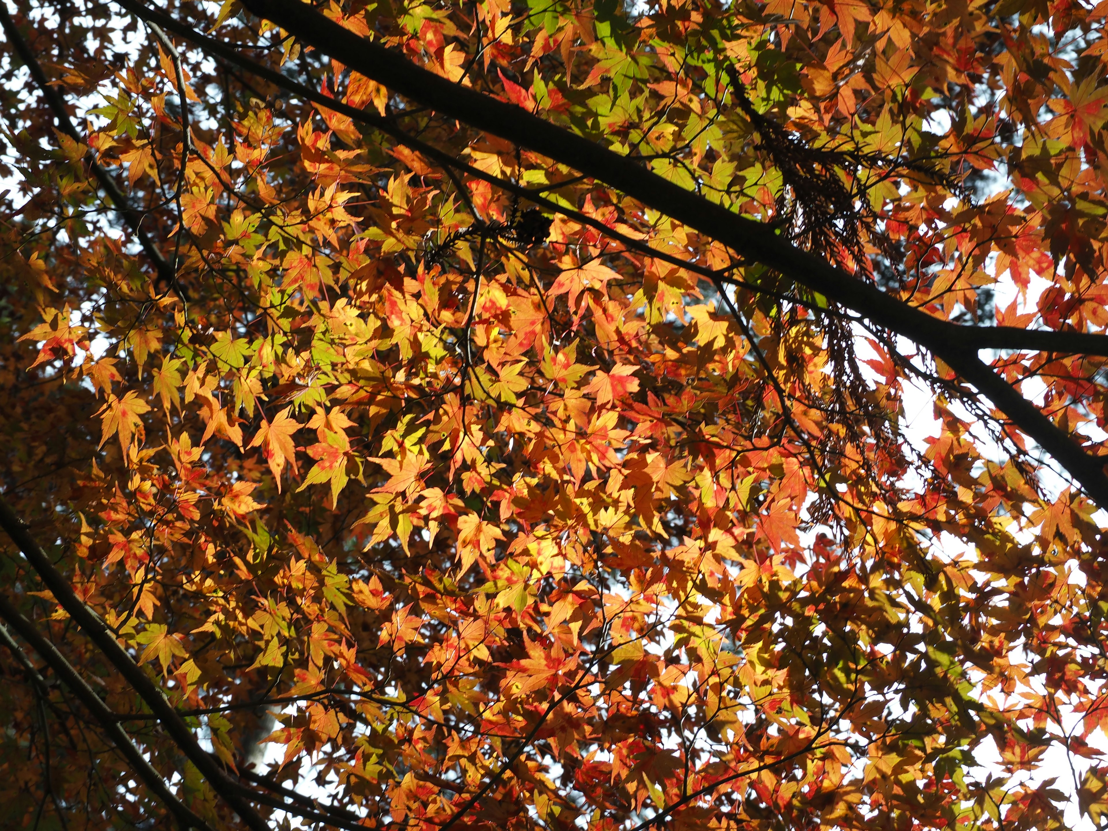 Feuillage d'automne avec des feuilles orange et jaunes vives