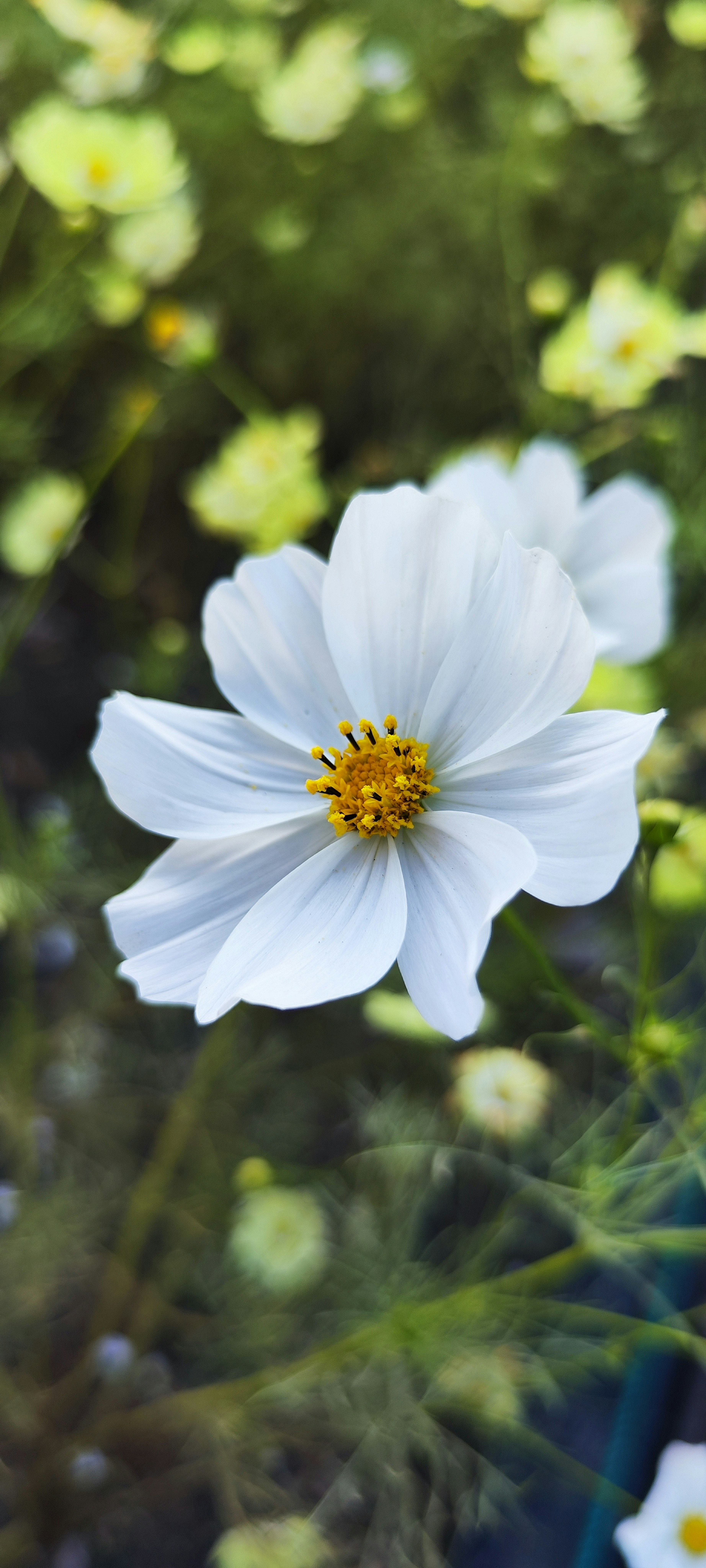 Primer plano de una flor de cosmos blanca con estambres amarillos