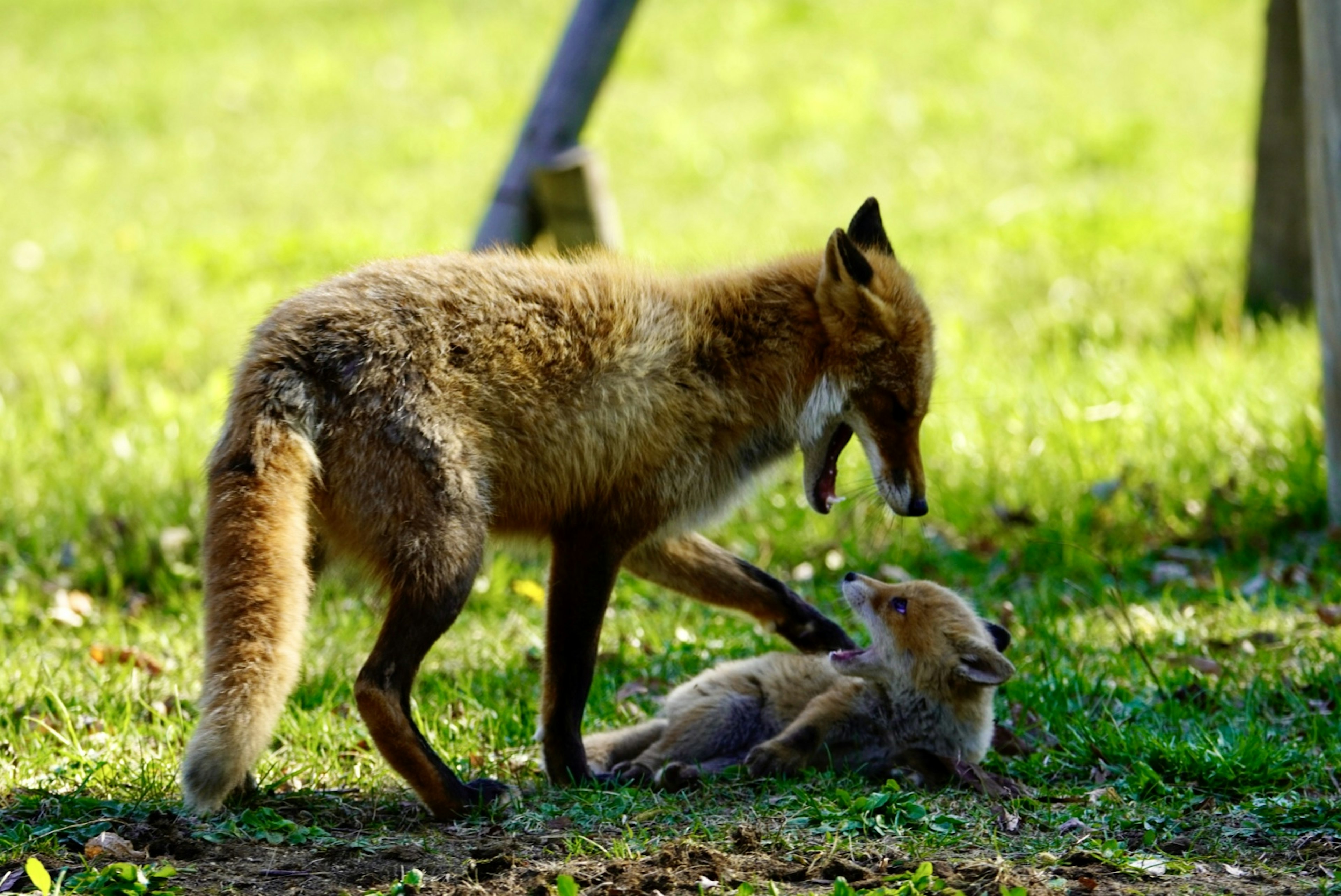 Eine verspielte Szene mit einem Elternfuchs und einem jungen Fuchs auf einer grünen Wiese