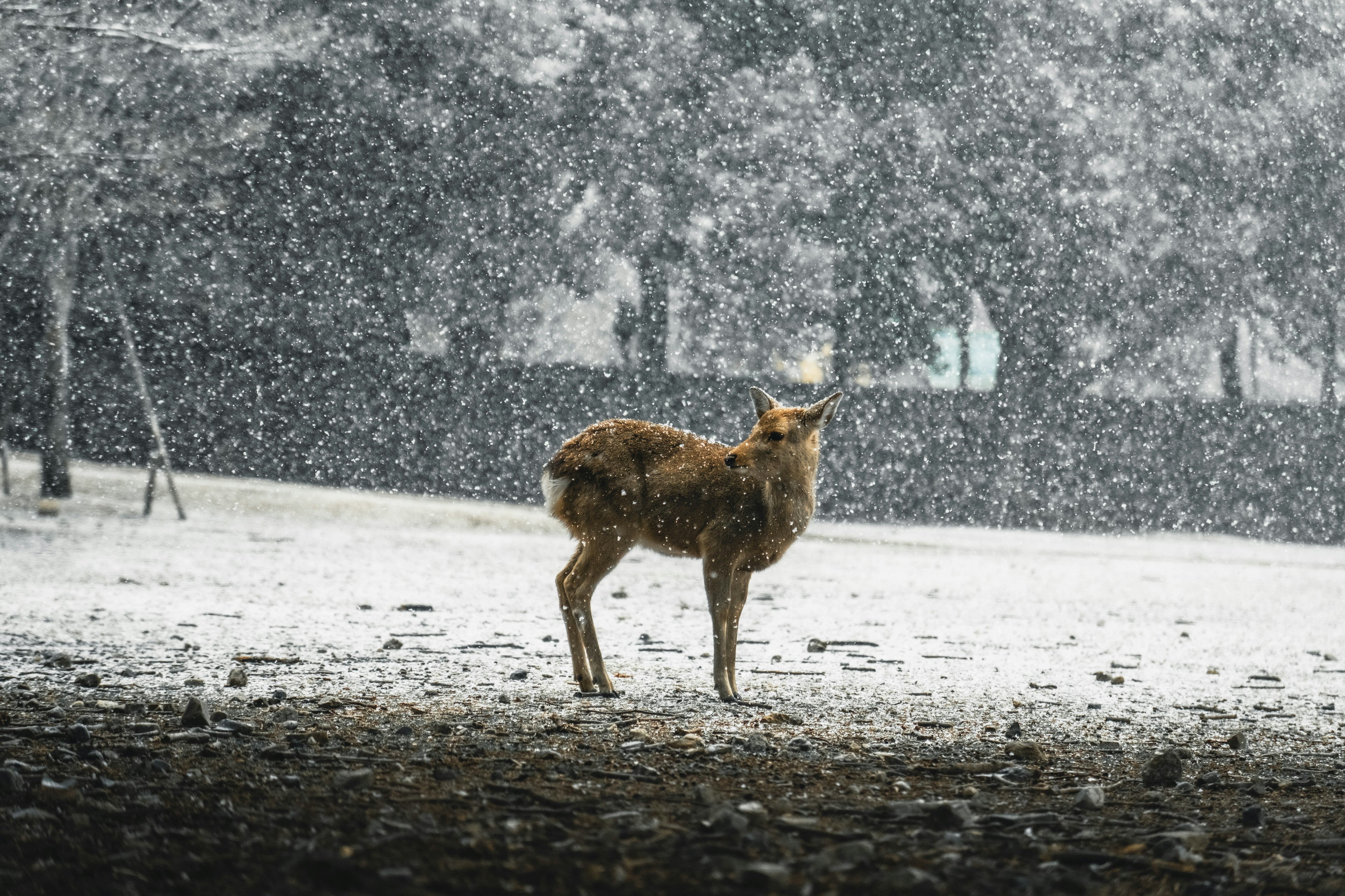 A wolf-like animal standing in heavy snowfall