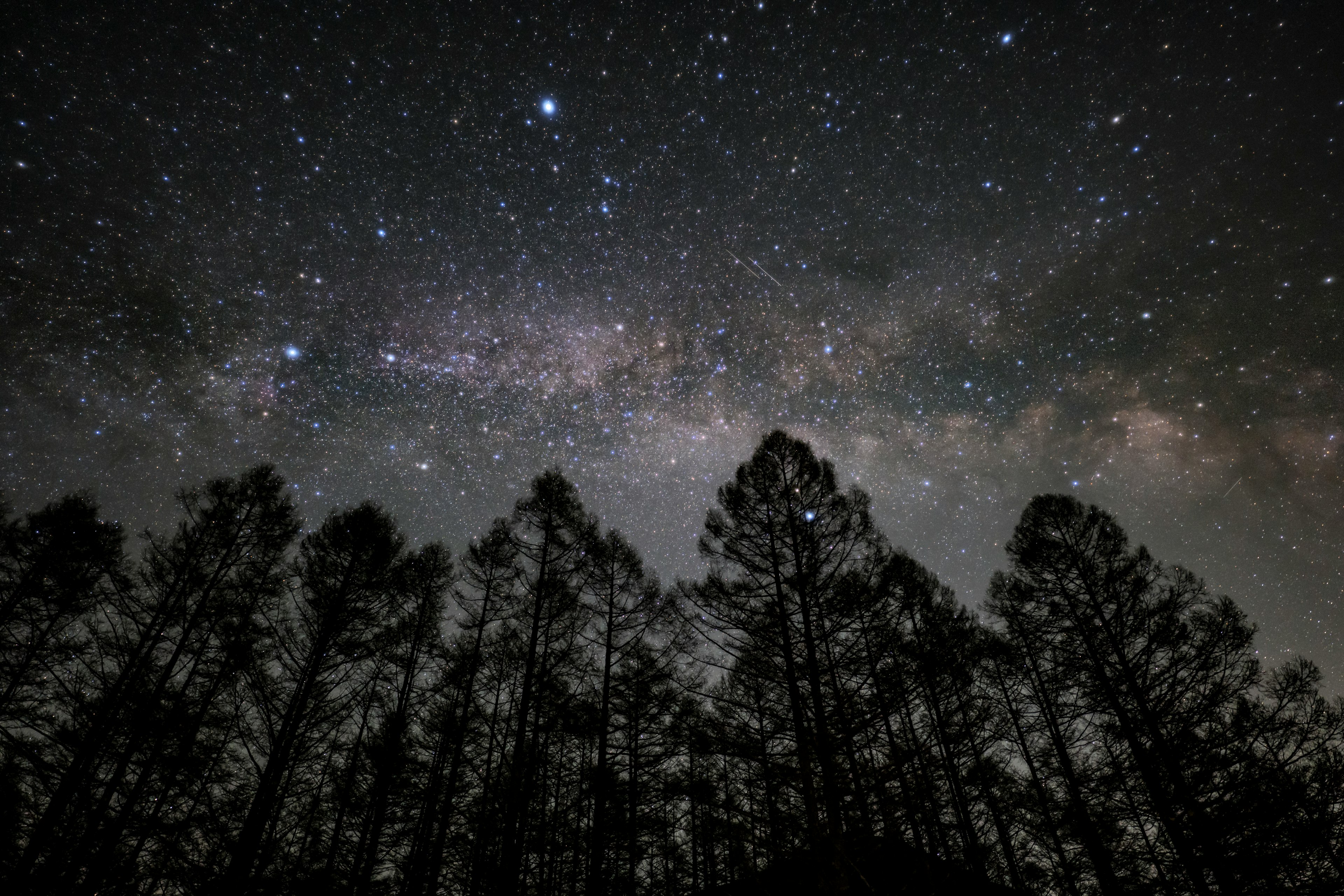 Cielo stellato con alberi in silhouette