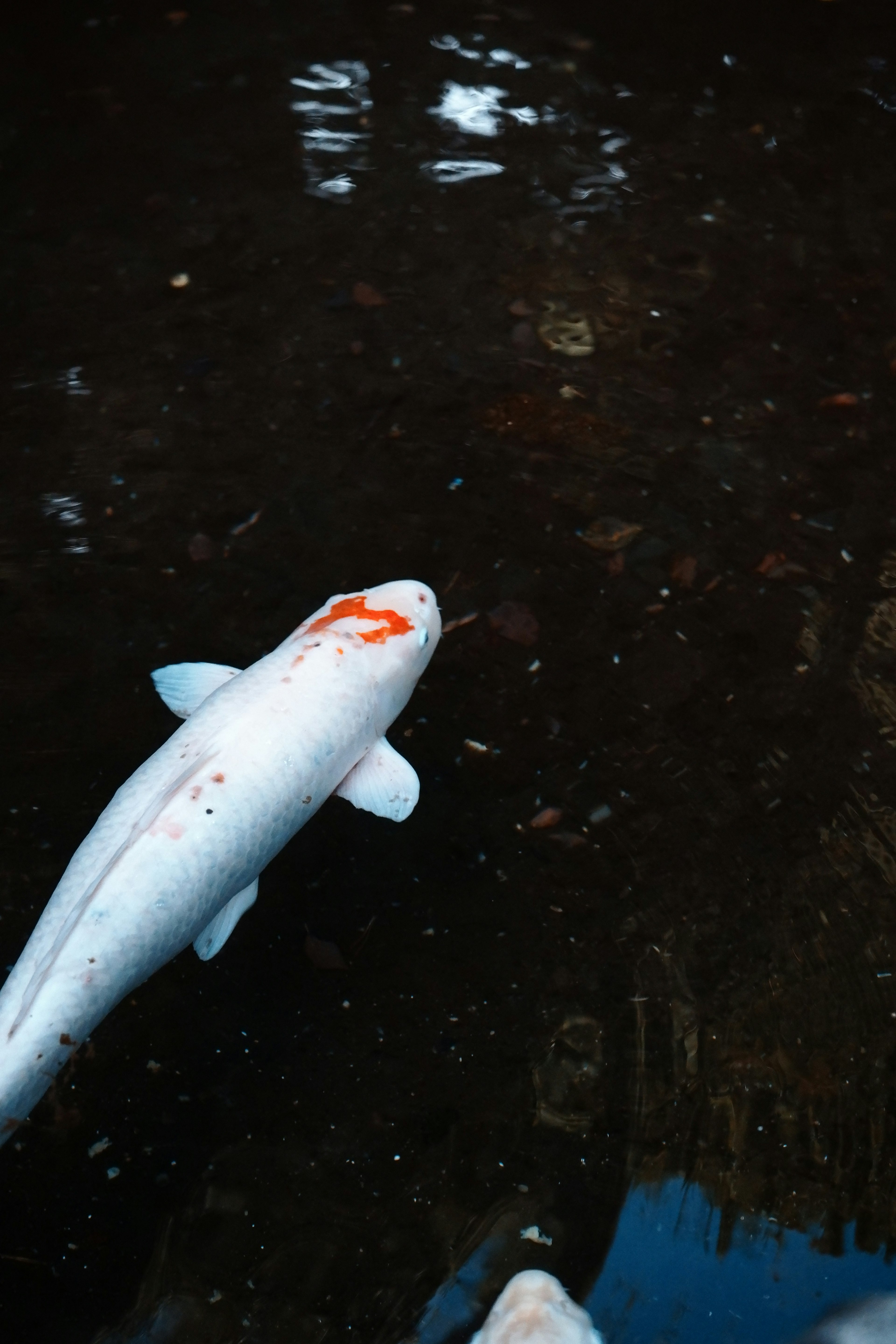 Ein weißer Koi-Fisch, der in einem Teich schwimmt