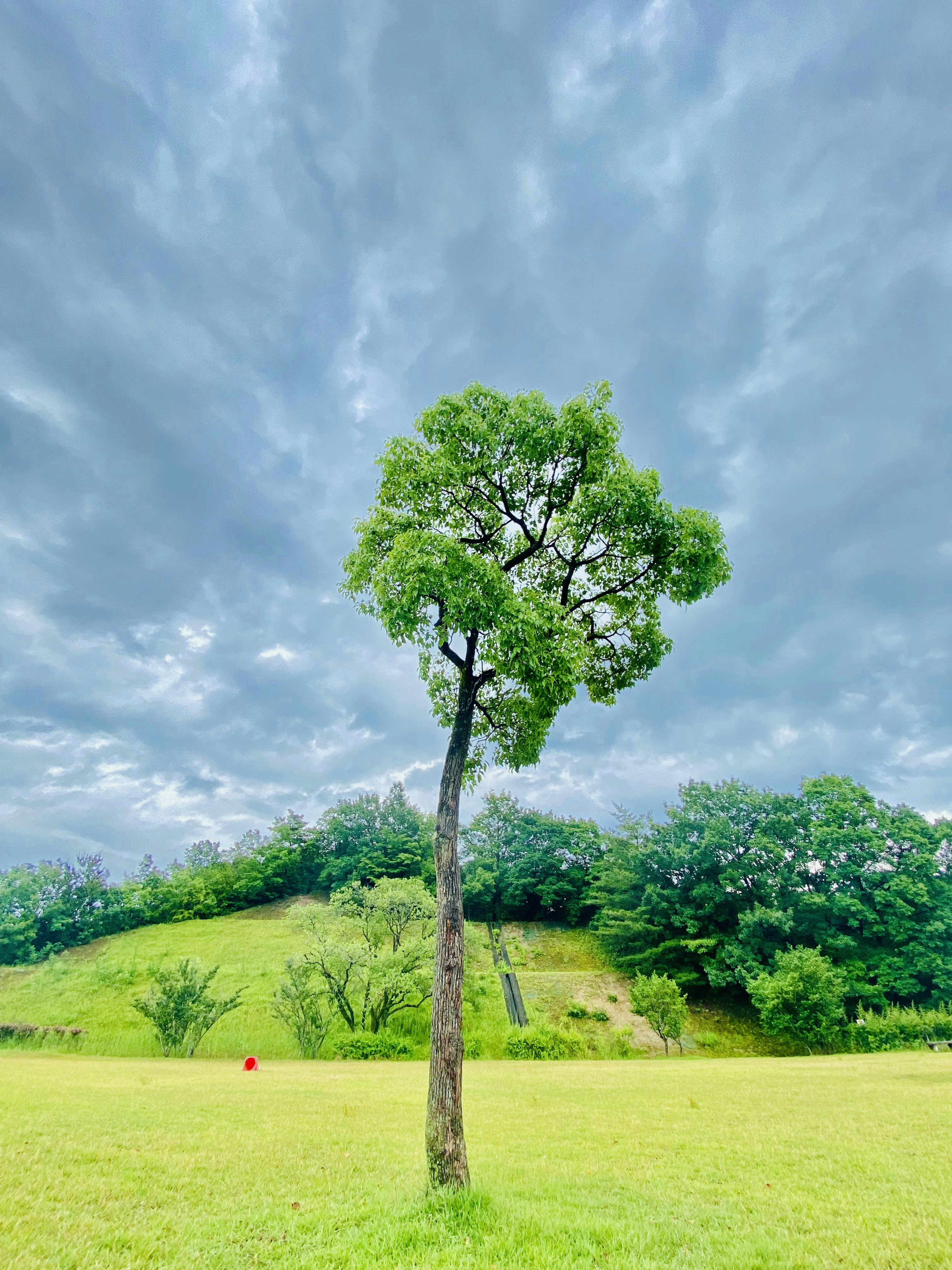 Ein einzelner Baum steht auf einem grünen Feld unter einem bewölkten Himmel