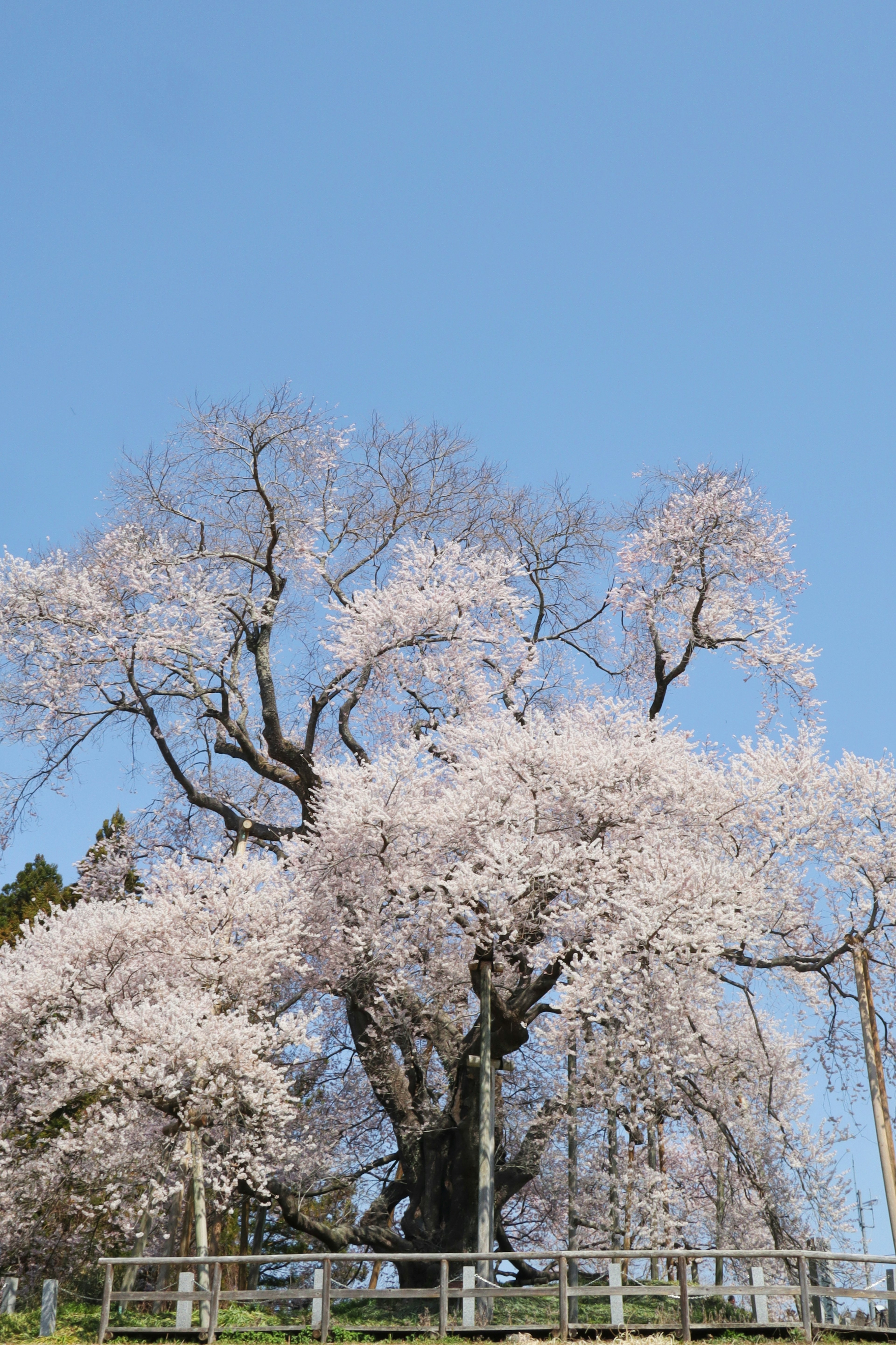 Pemandangan indah pohon sakura di latar belakang langit biru