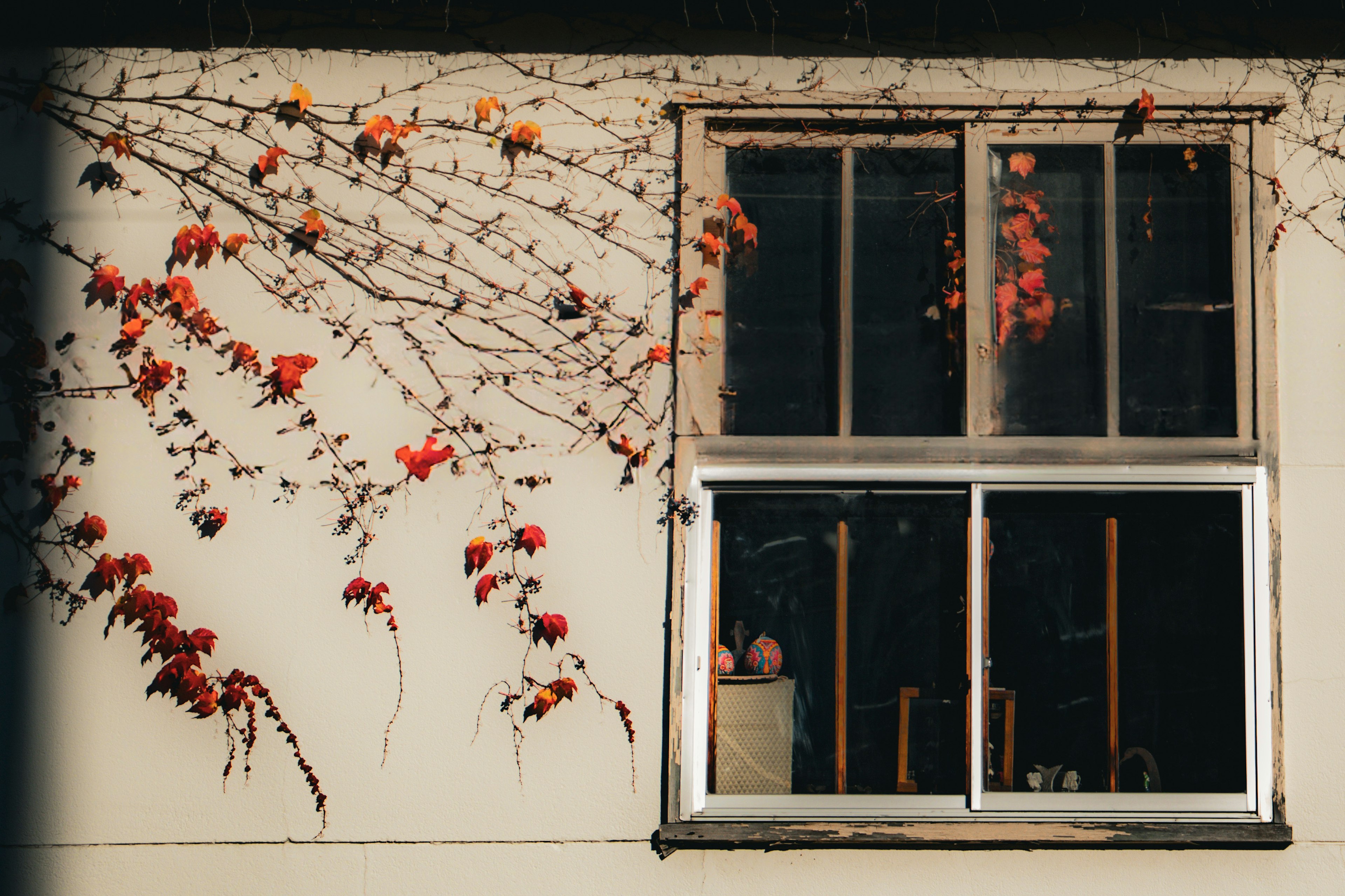 Außenansicht eines Fensters mit roten Blättern, die die Wand erklimmen