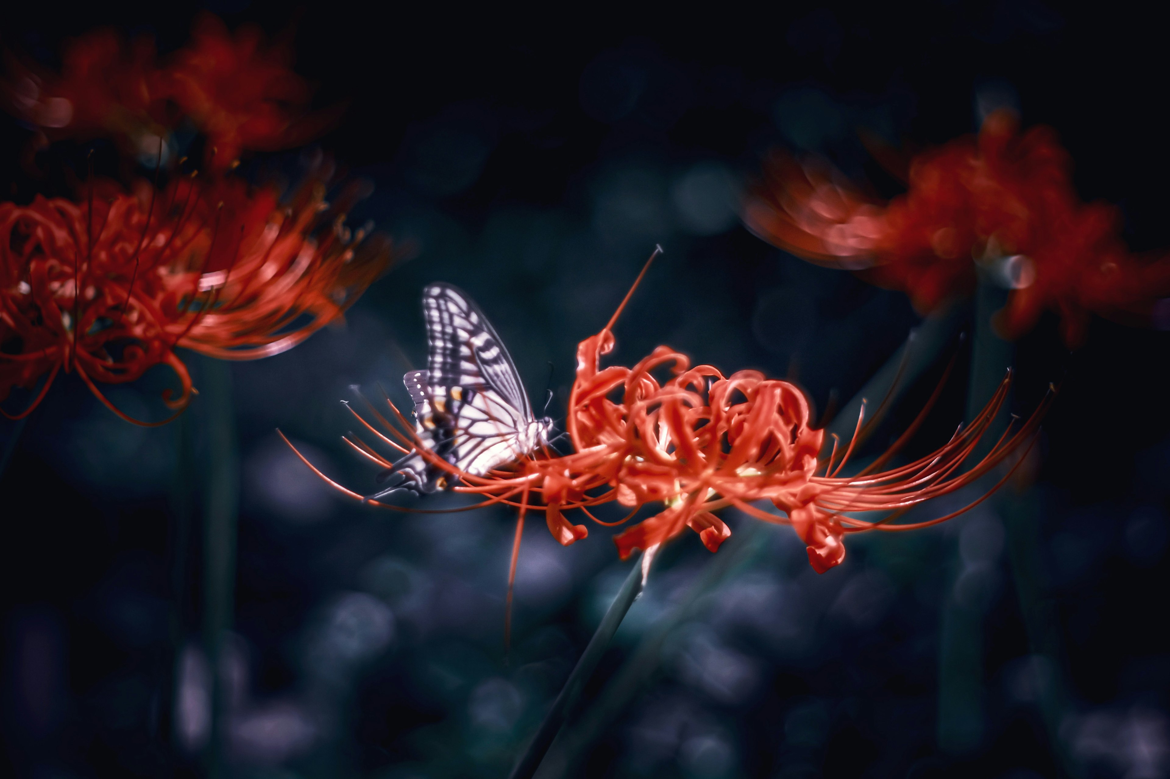 Una hermosa imagen de una mariposa blanca posada sobre un lirio araña rojo