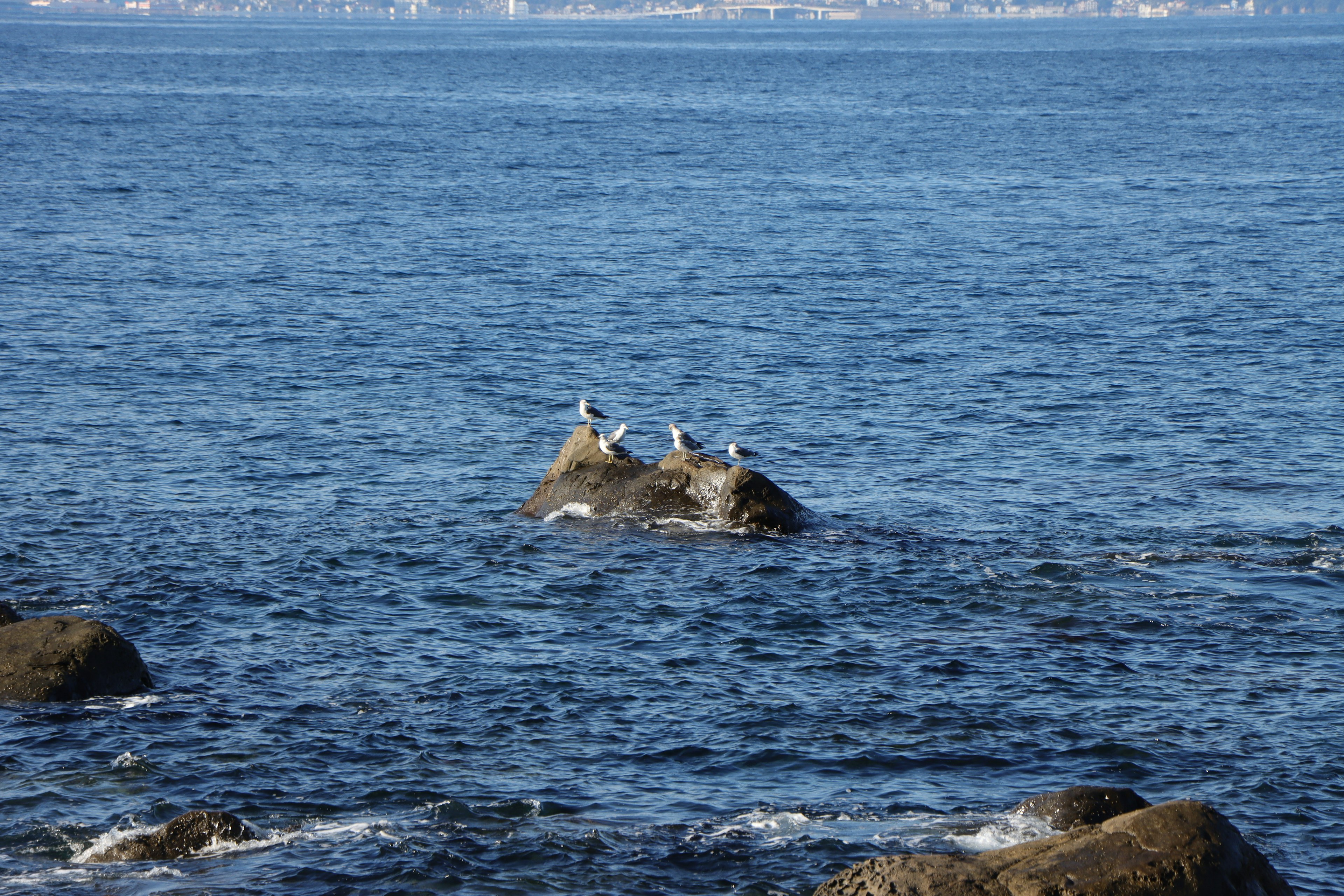 Mouettes perchées sur un rocher dans la mer eau et ciel bleus