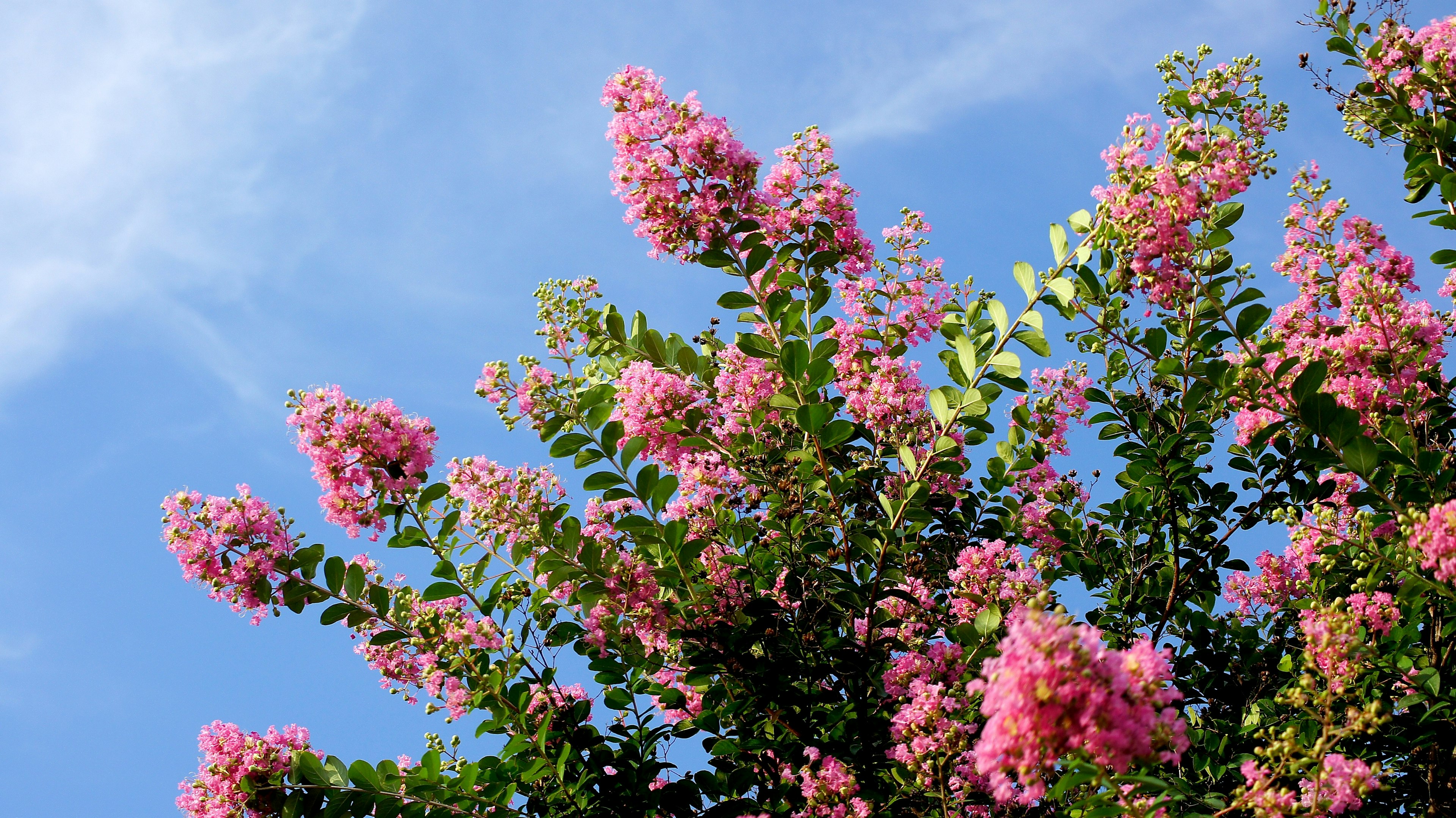 Branches of blooming pink flowers and green leaves under a blue sky