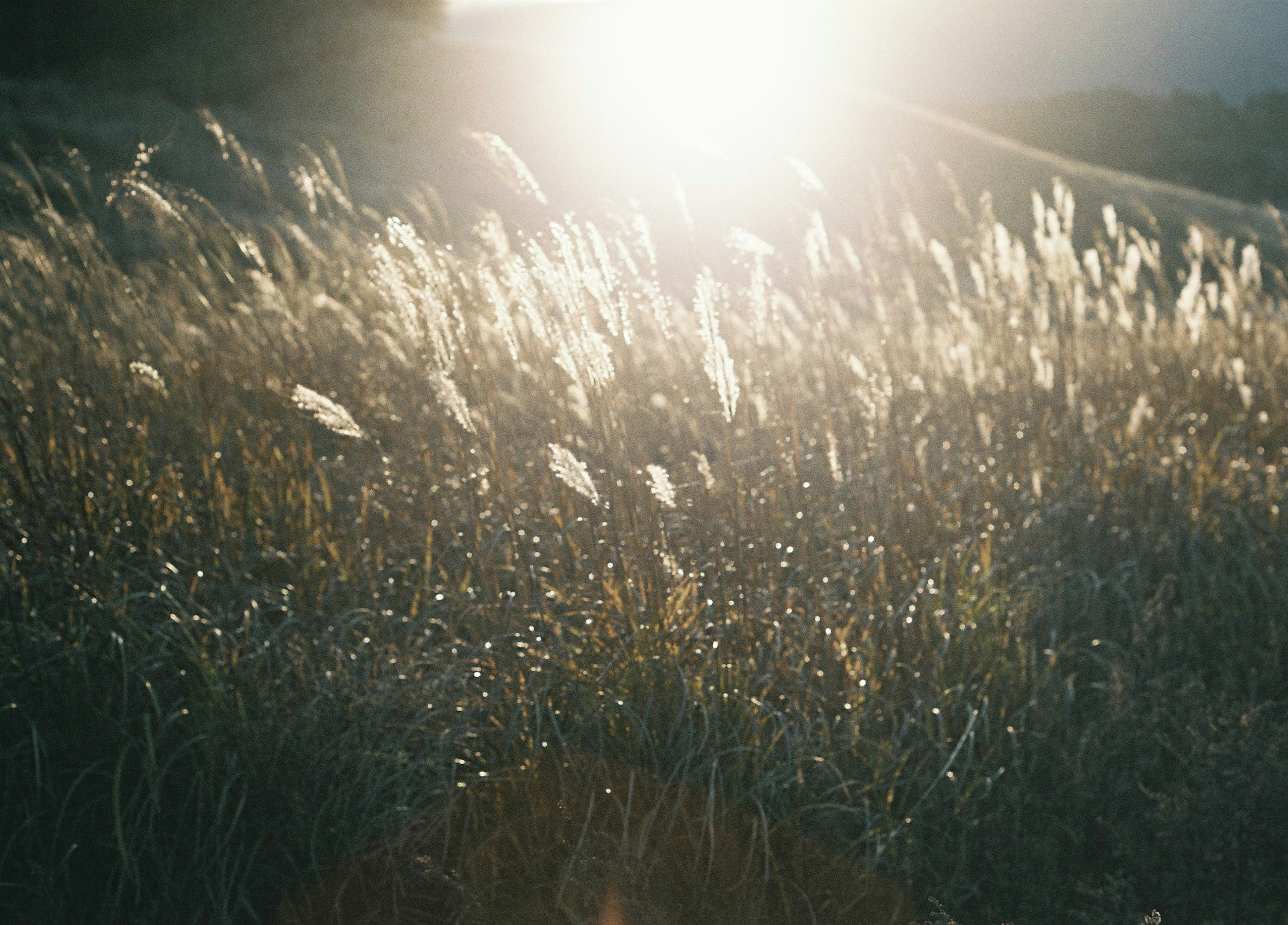 Sunlight shining over a field of grass with soft feathery plumes