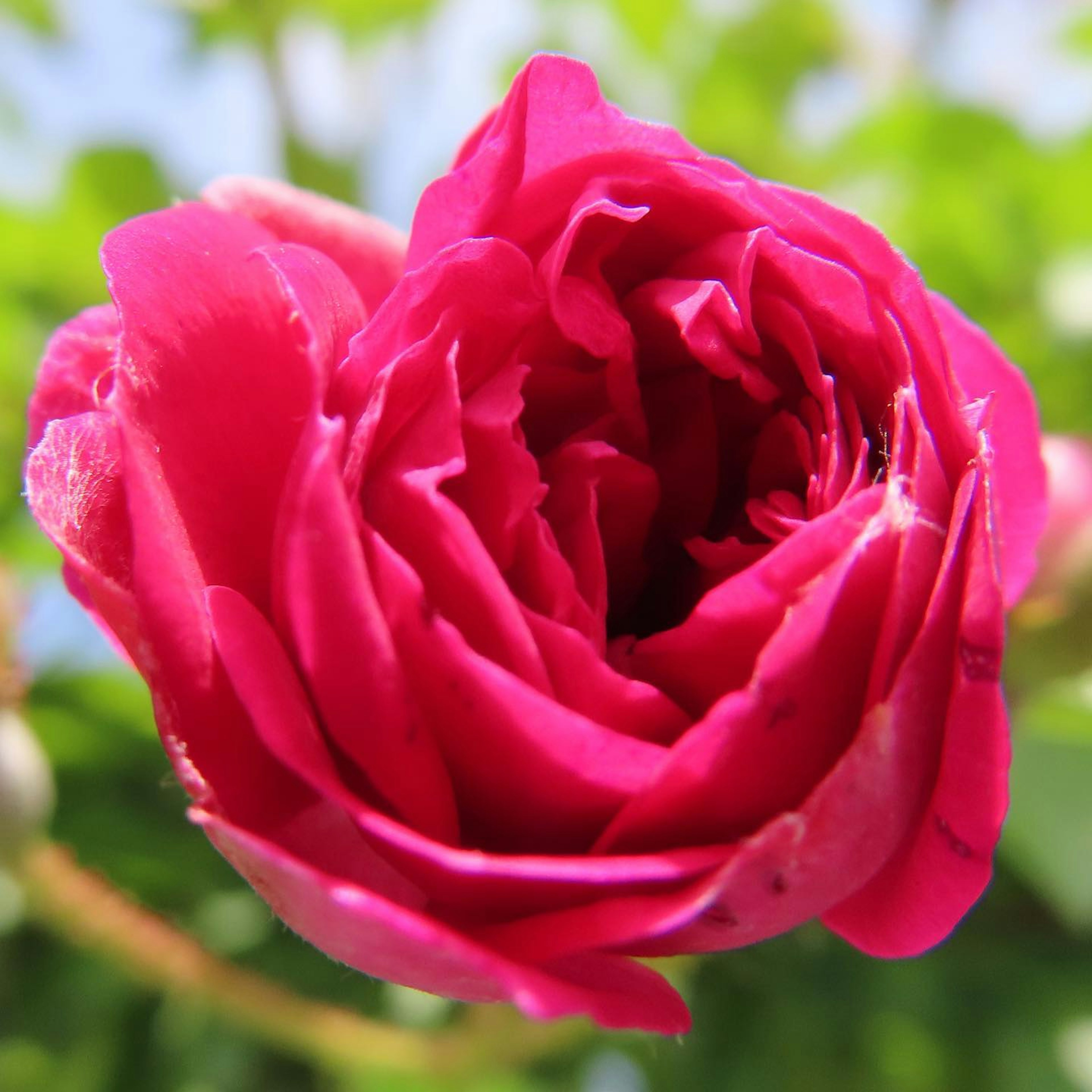 Übereinanderliegende, lebendige pinke Rosenblüten im Detail