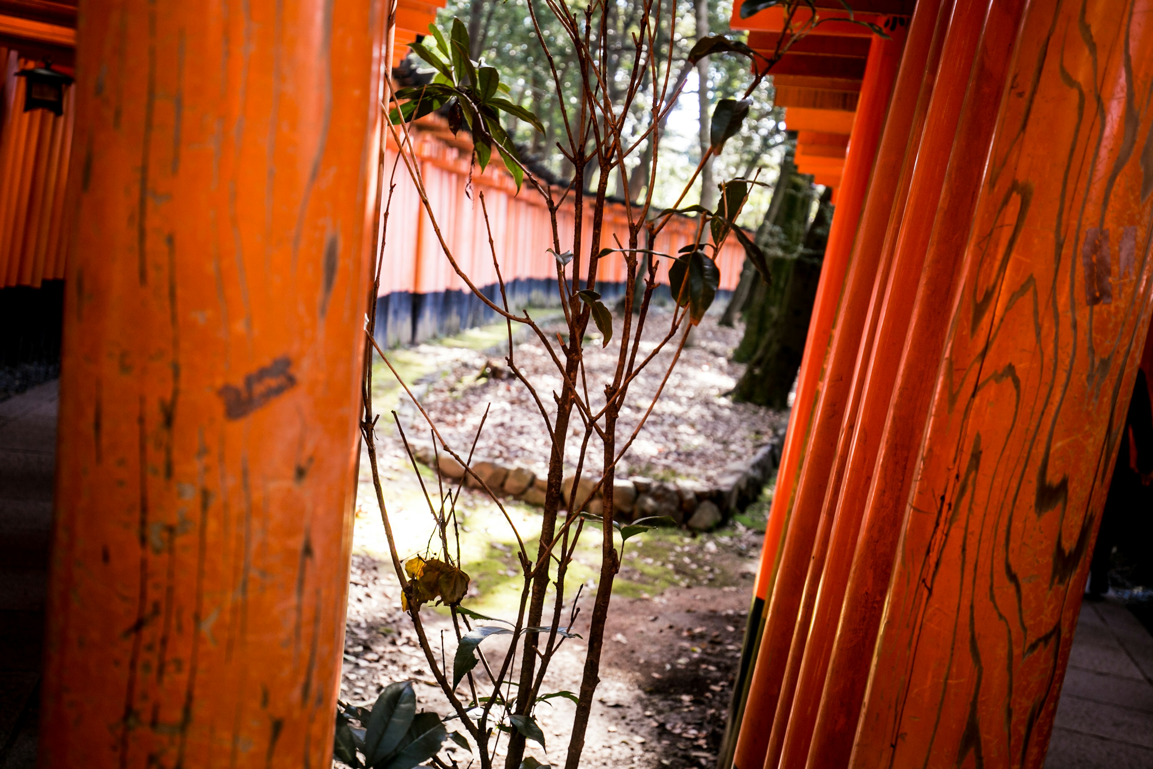 Vibrant orange pillars lining a shrine pathway with a dim background