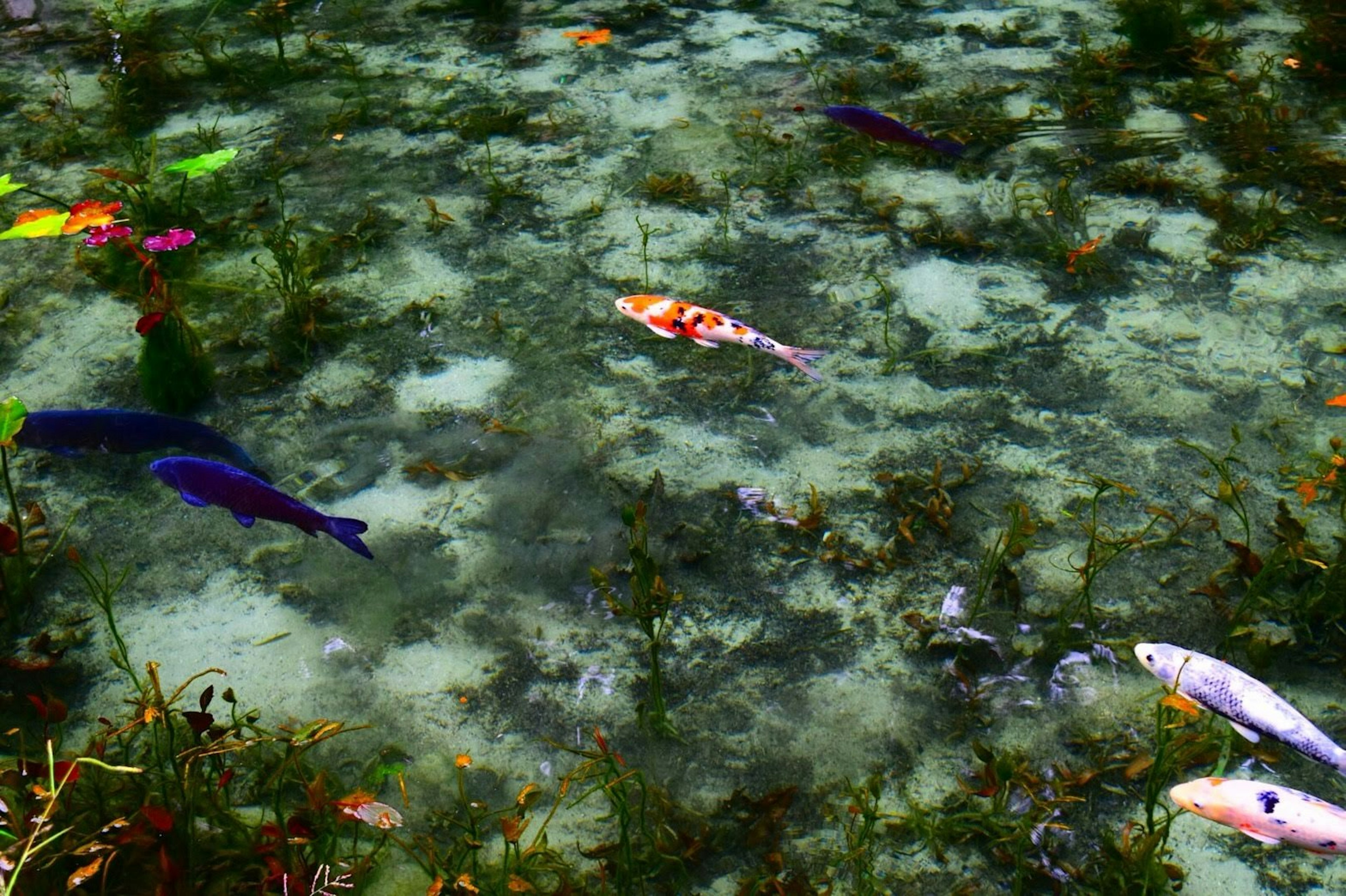 Ikan berwarna-warni berenang di air jernih di antara tanaman air