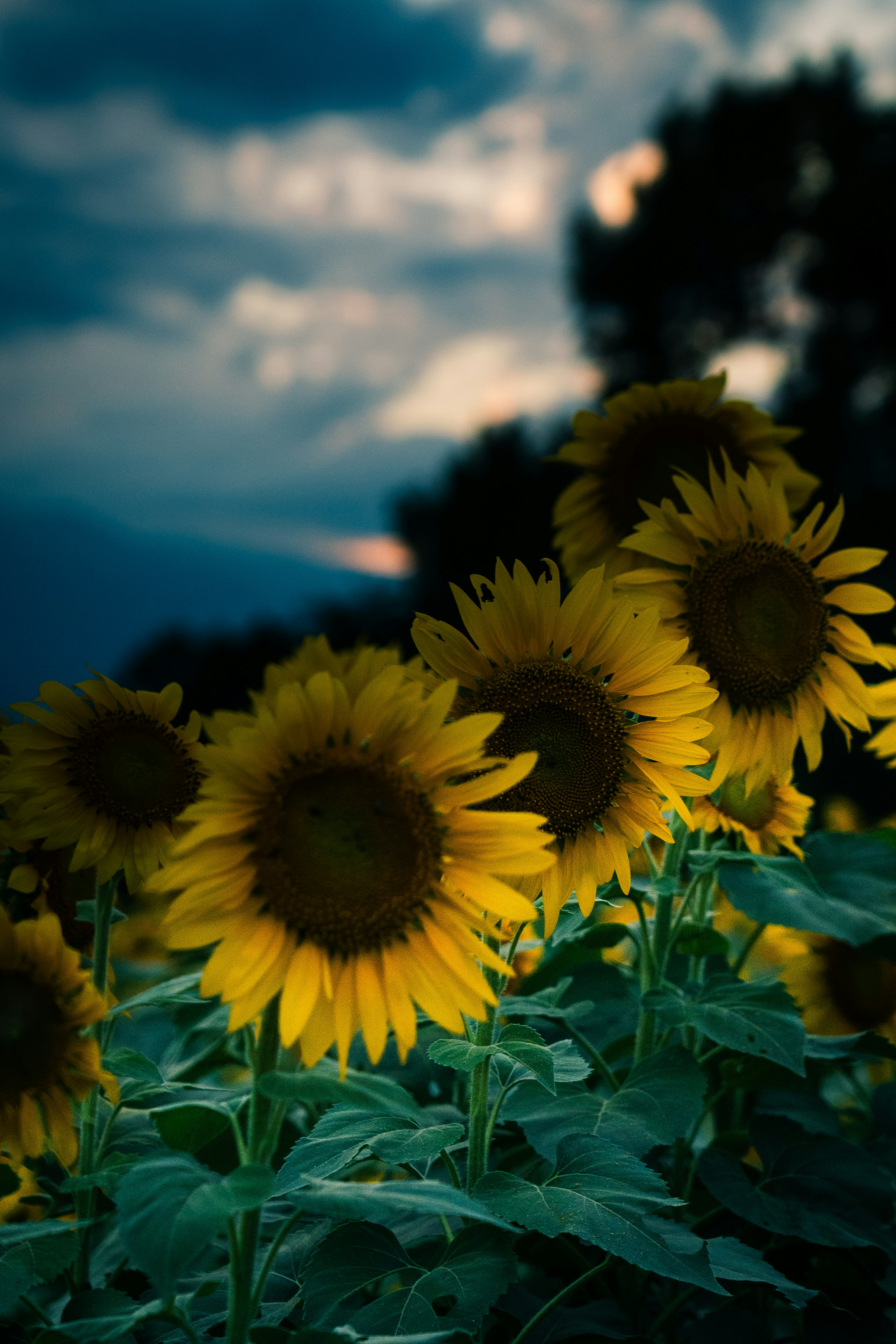 Champs de tournesols au crépuscule avec un ciel sombre et des pétales jaunes vifs