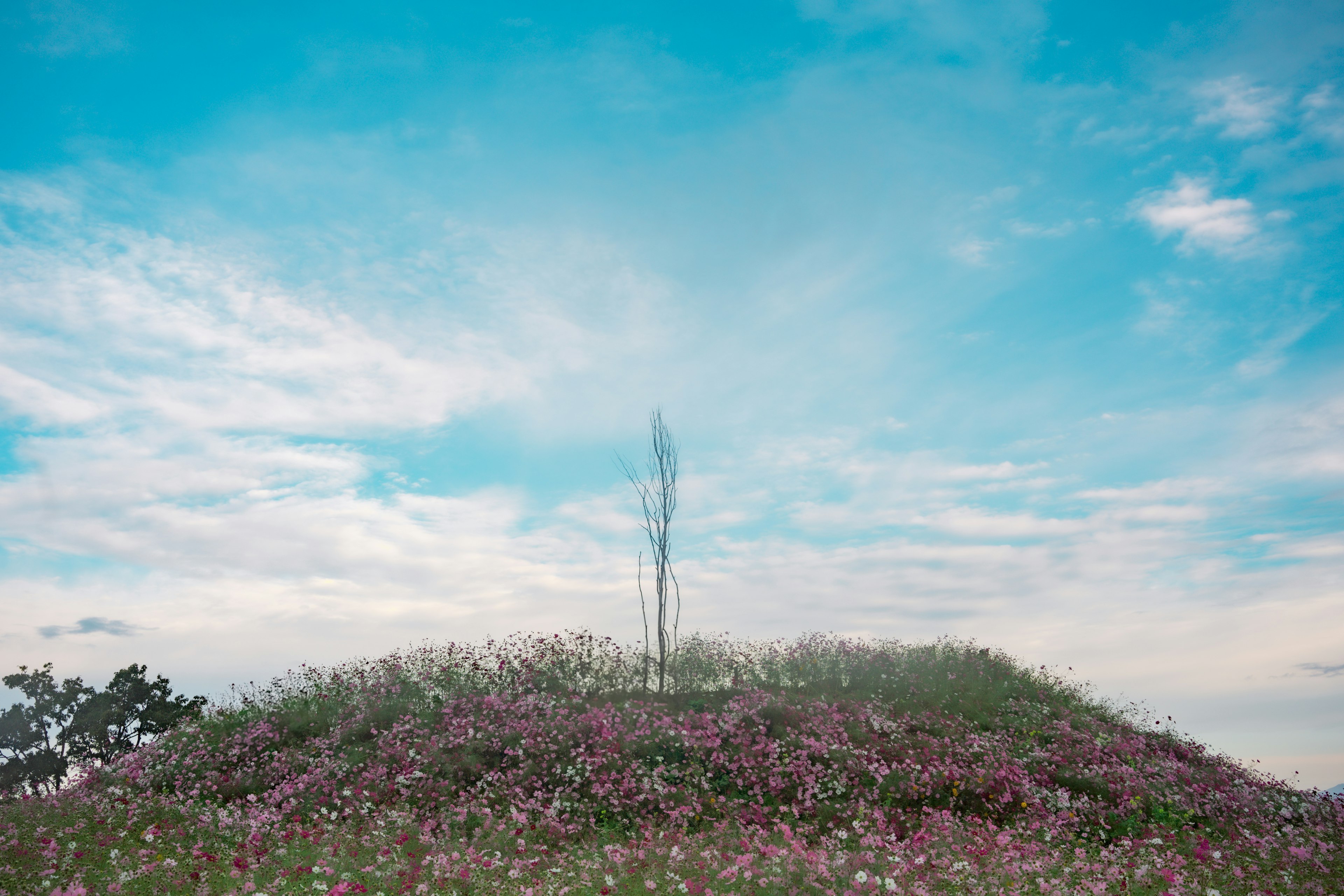 青空の下に花が咲く丘とその頂に立つ木