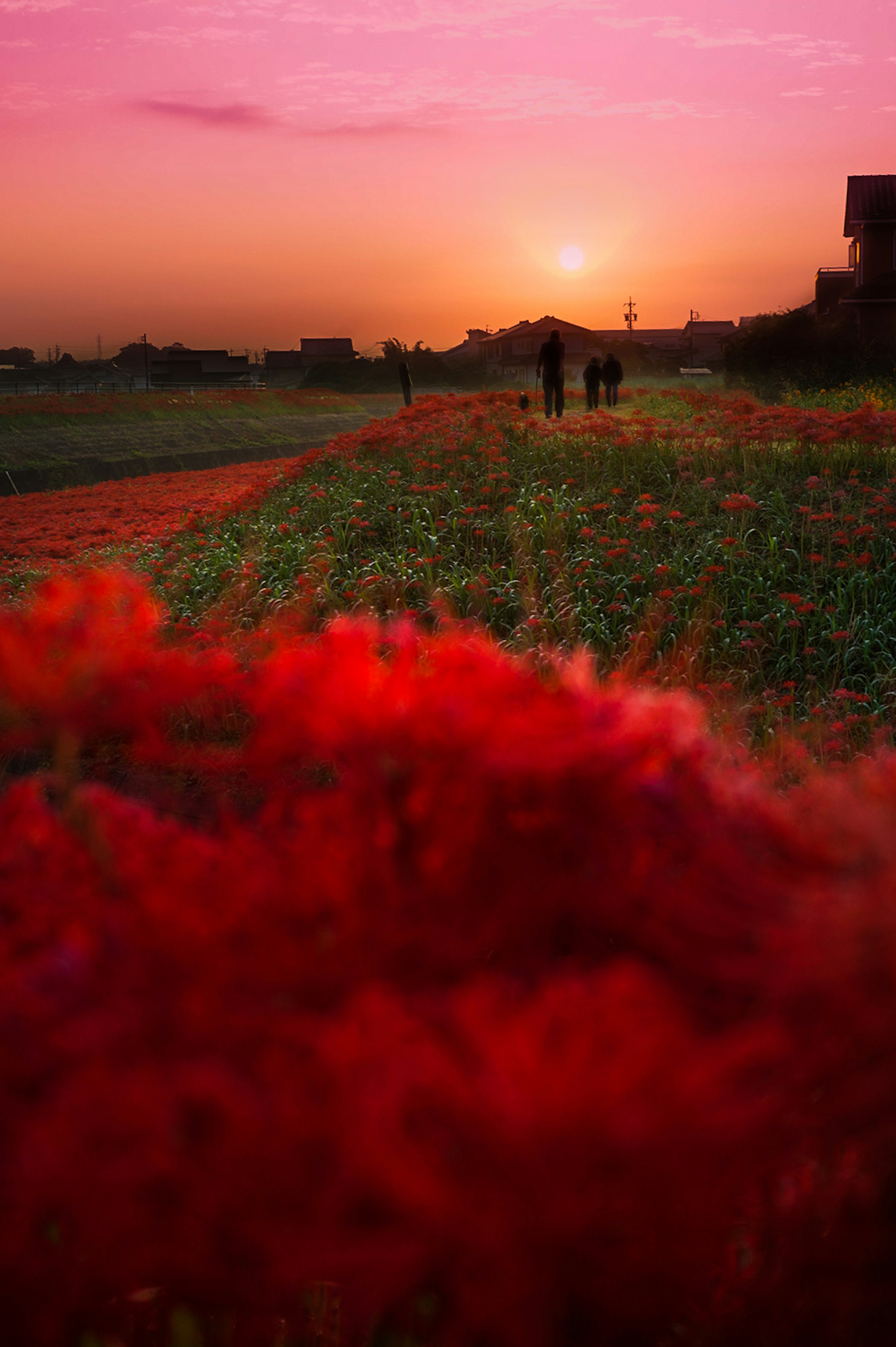 Vibrant red flowers in the foreground with a sunset and silhouettes of people