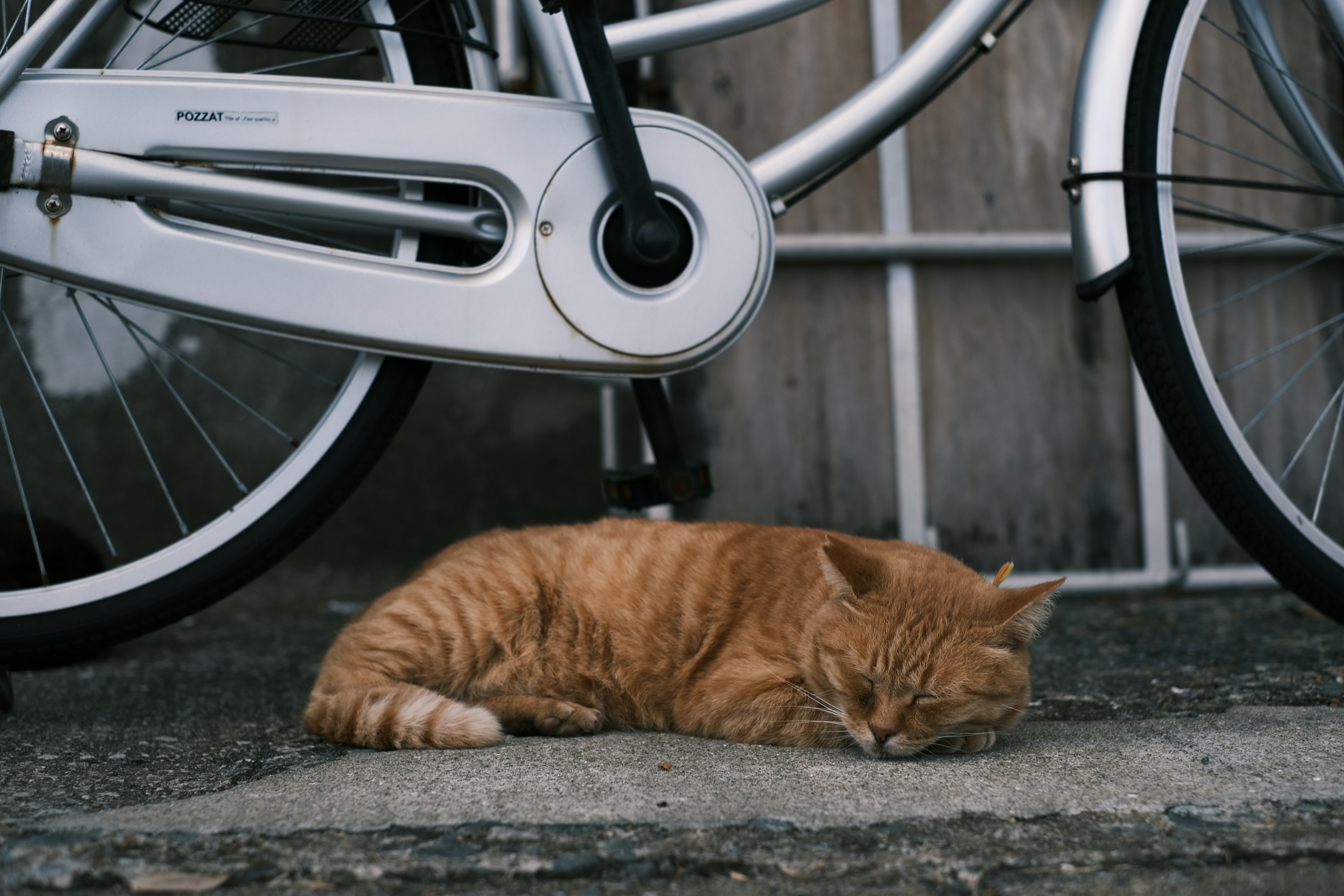 自転車の下で眠るオレンジ色の猫