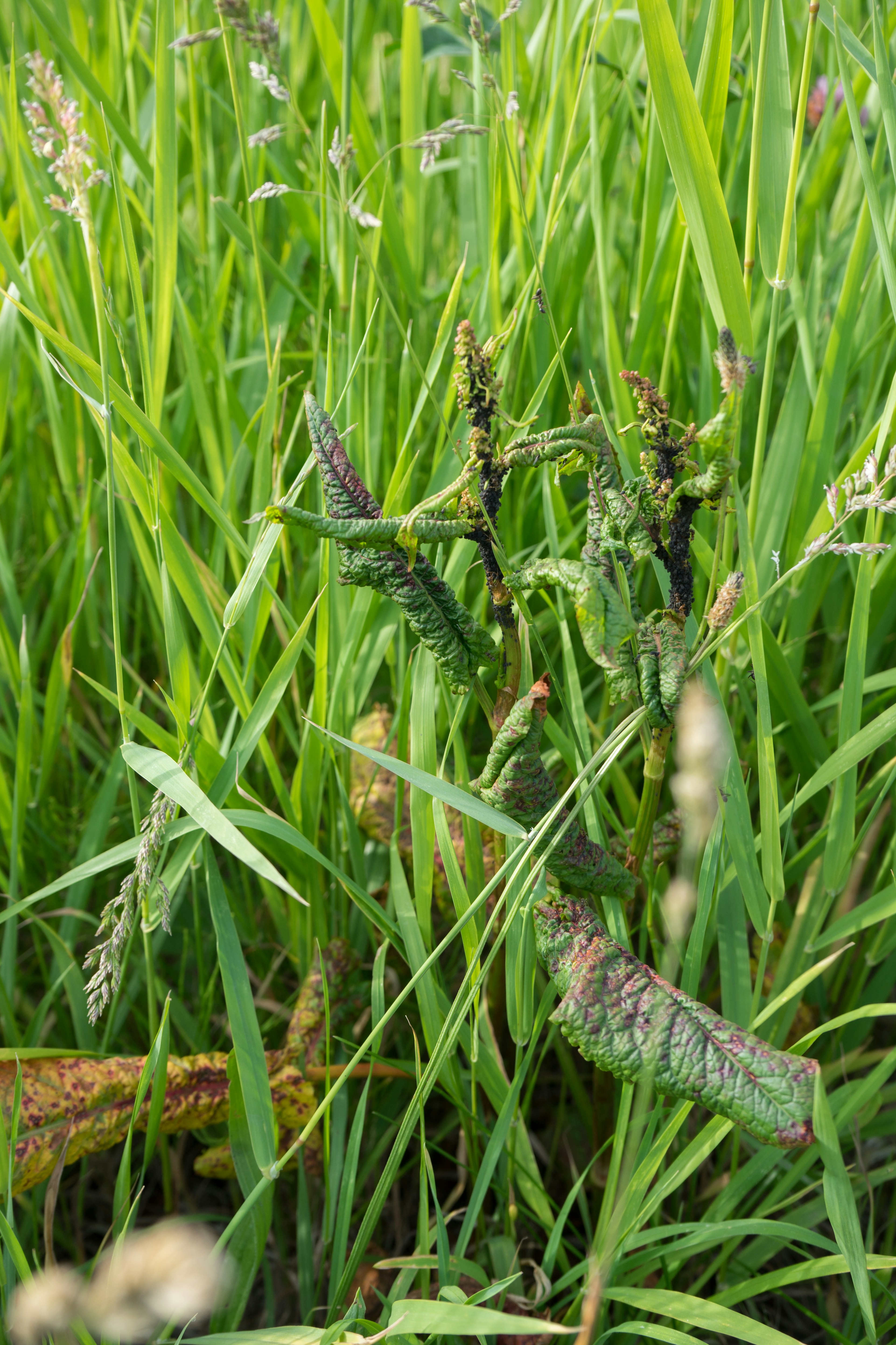 Ingrandimento di una pianta circondata da erba verde