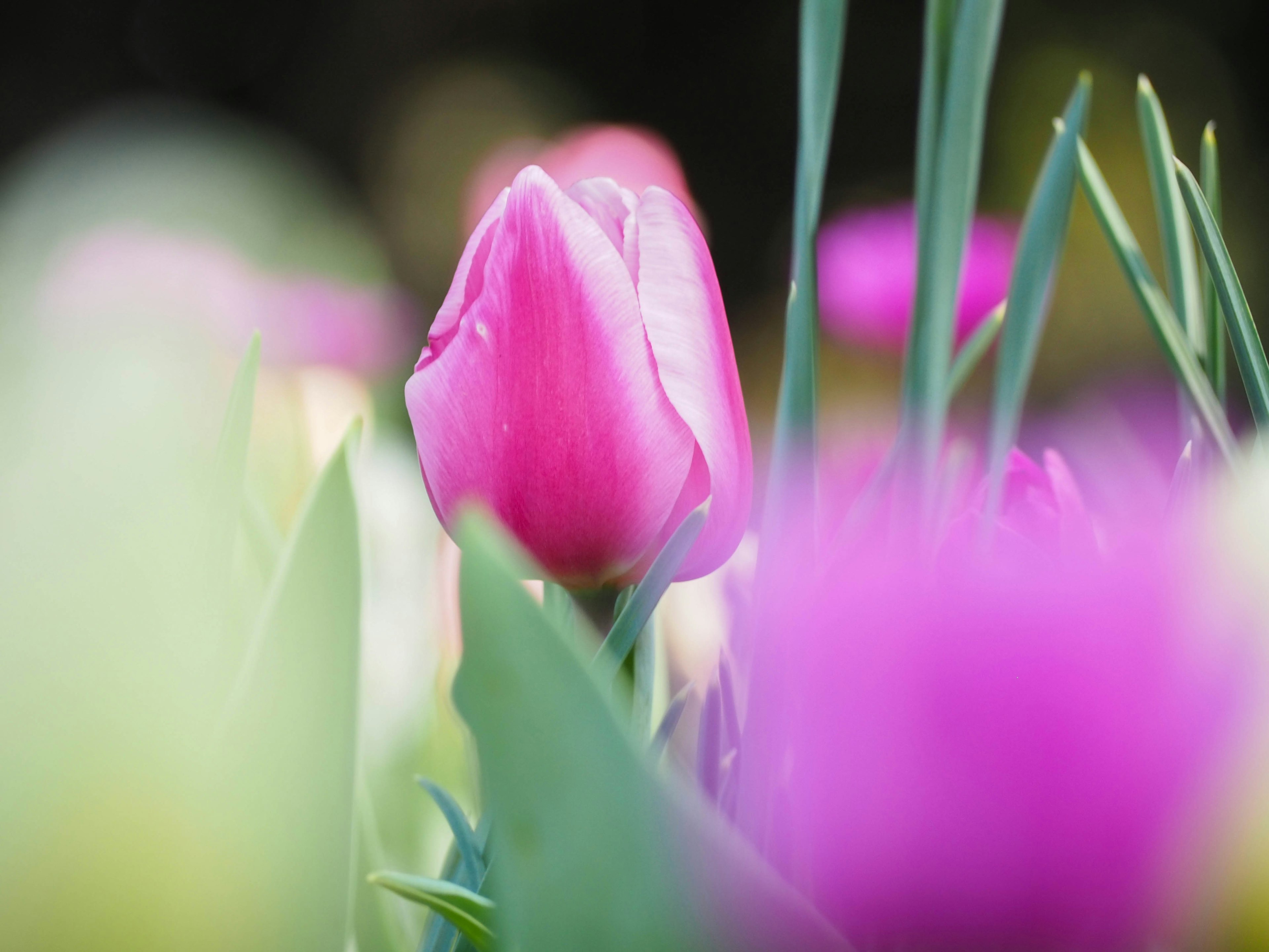 A pink tulip standing out among blurred colorful flowers in the background