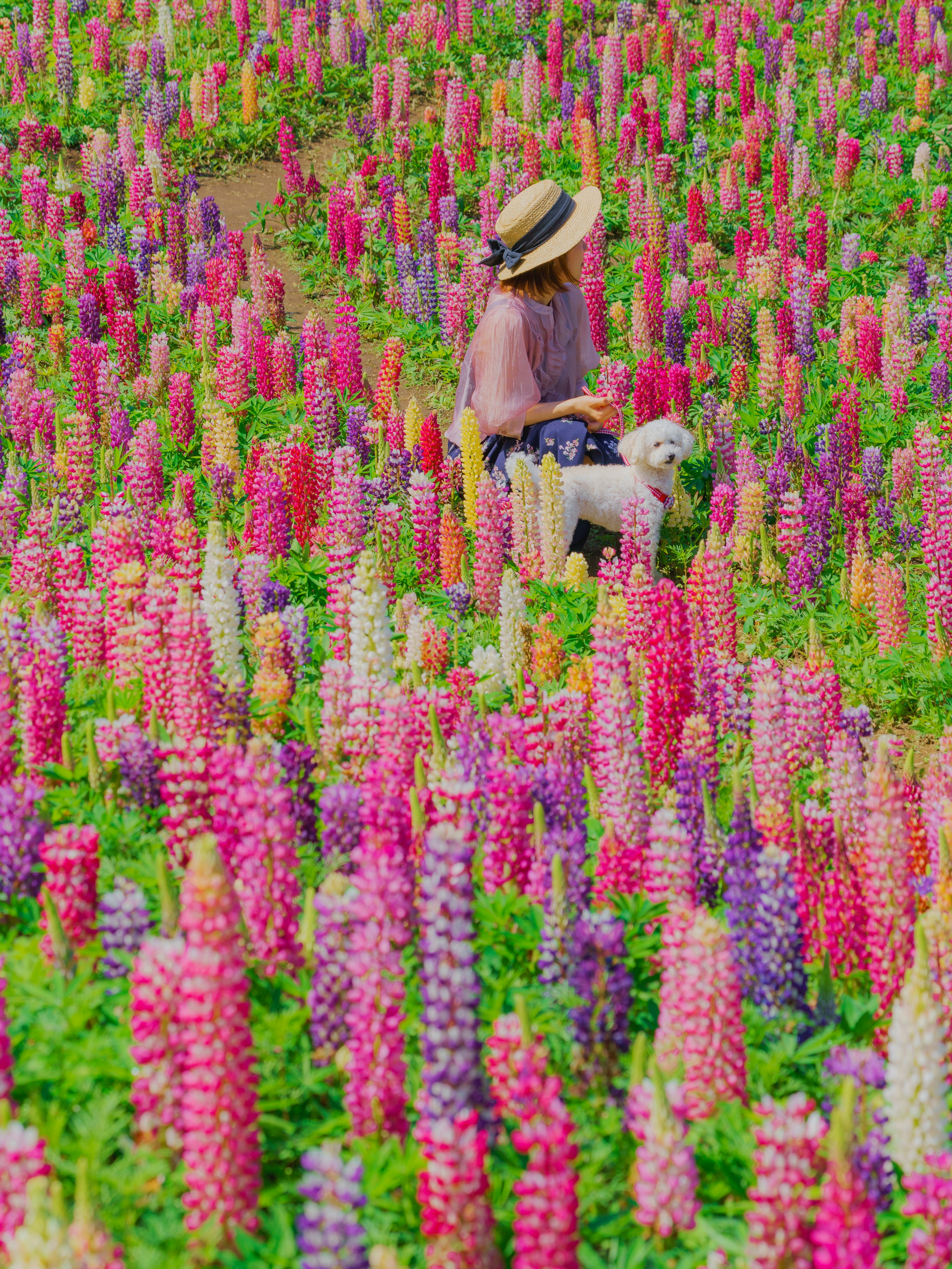 色とりどりのルピナスの花畑の中にいる女性と犬