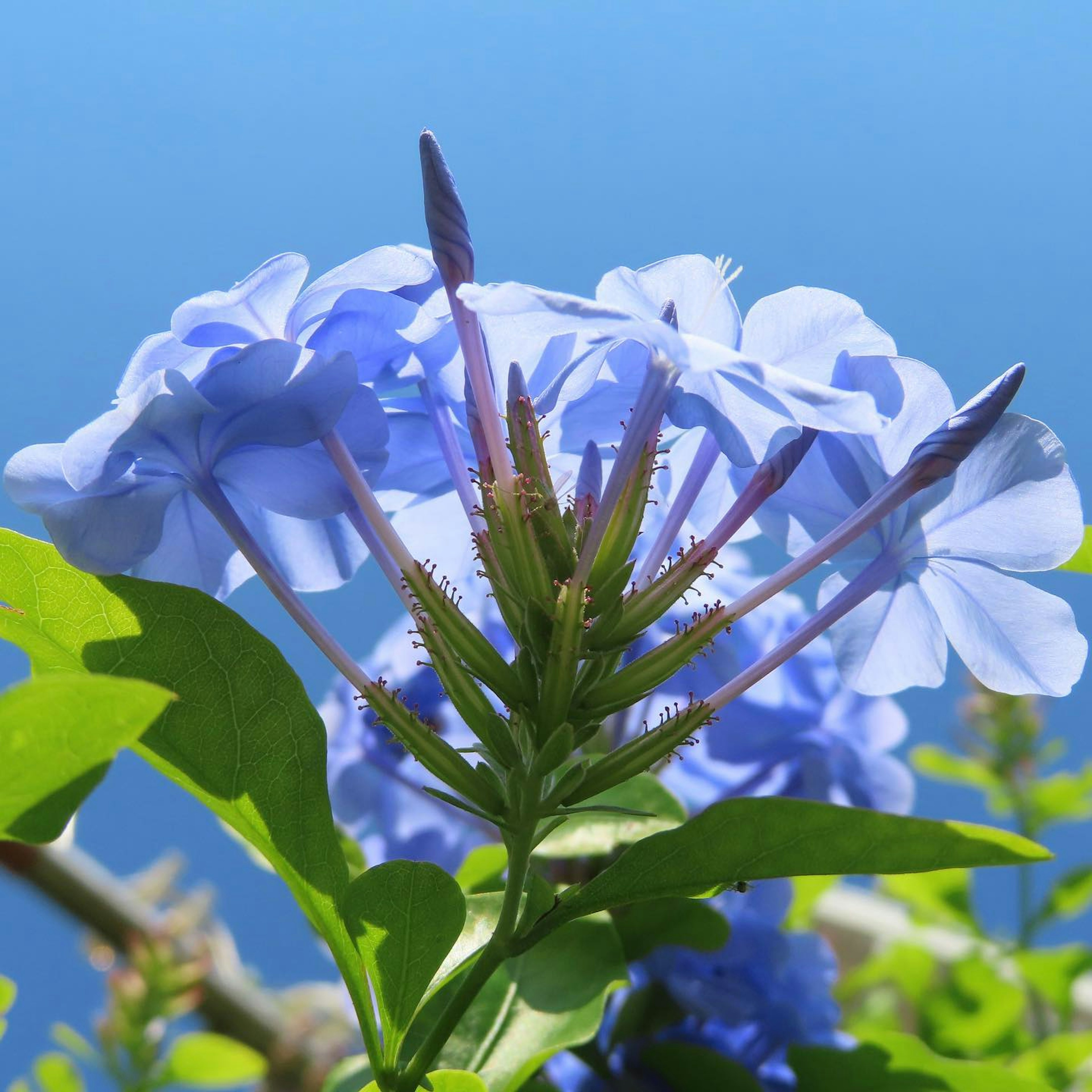 Fiori blu con uno sfondo di cielo blu chiaro