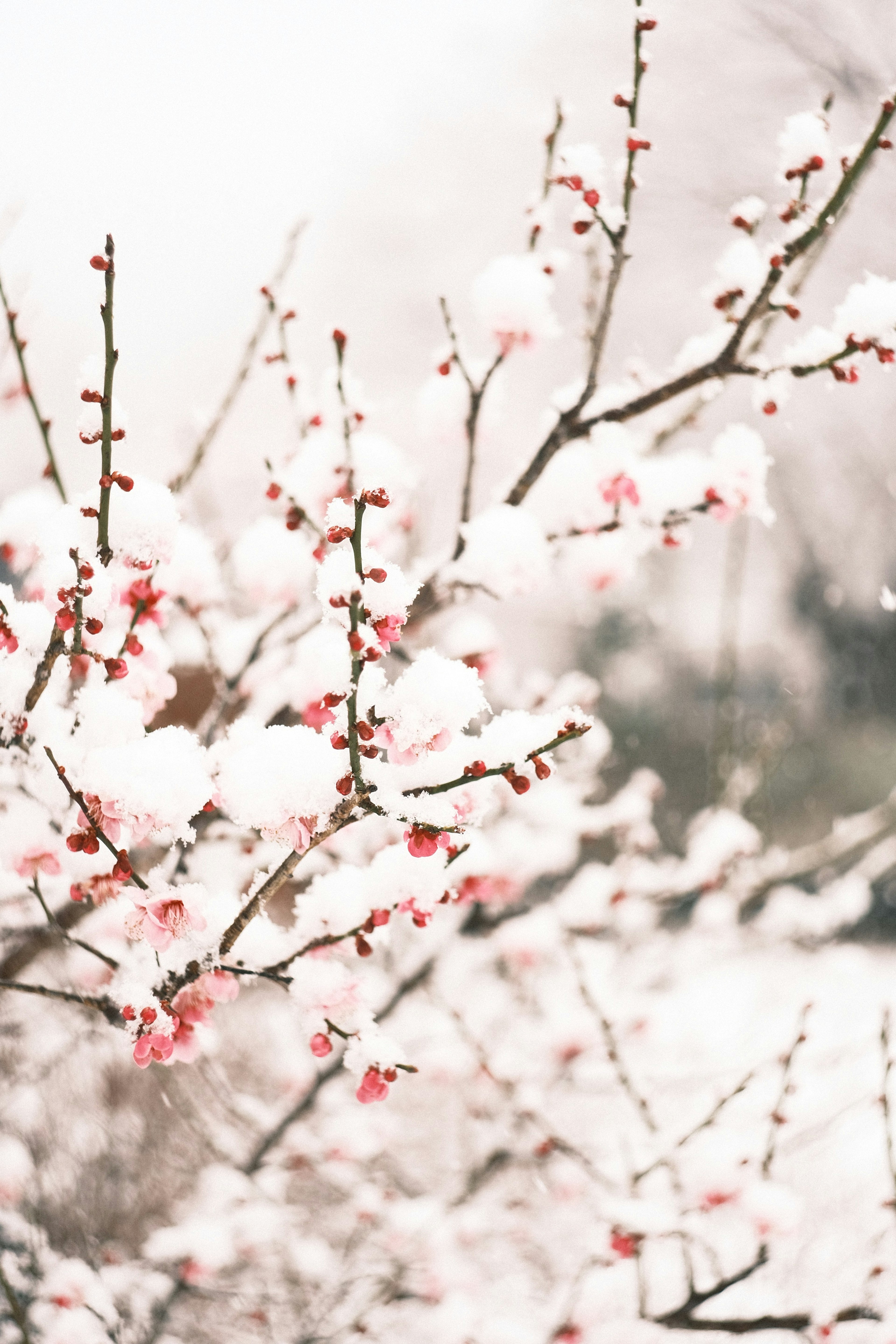 Primo piano di fiori di pesco coperti di neve