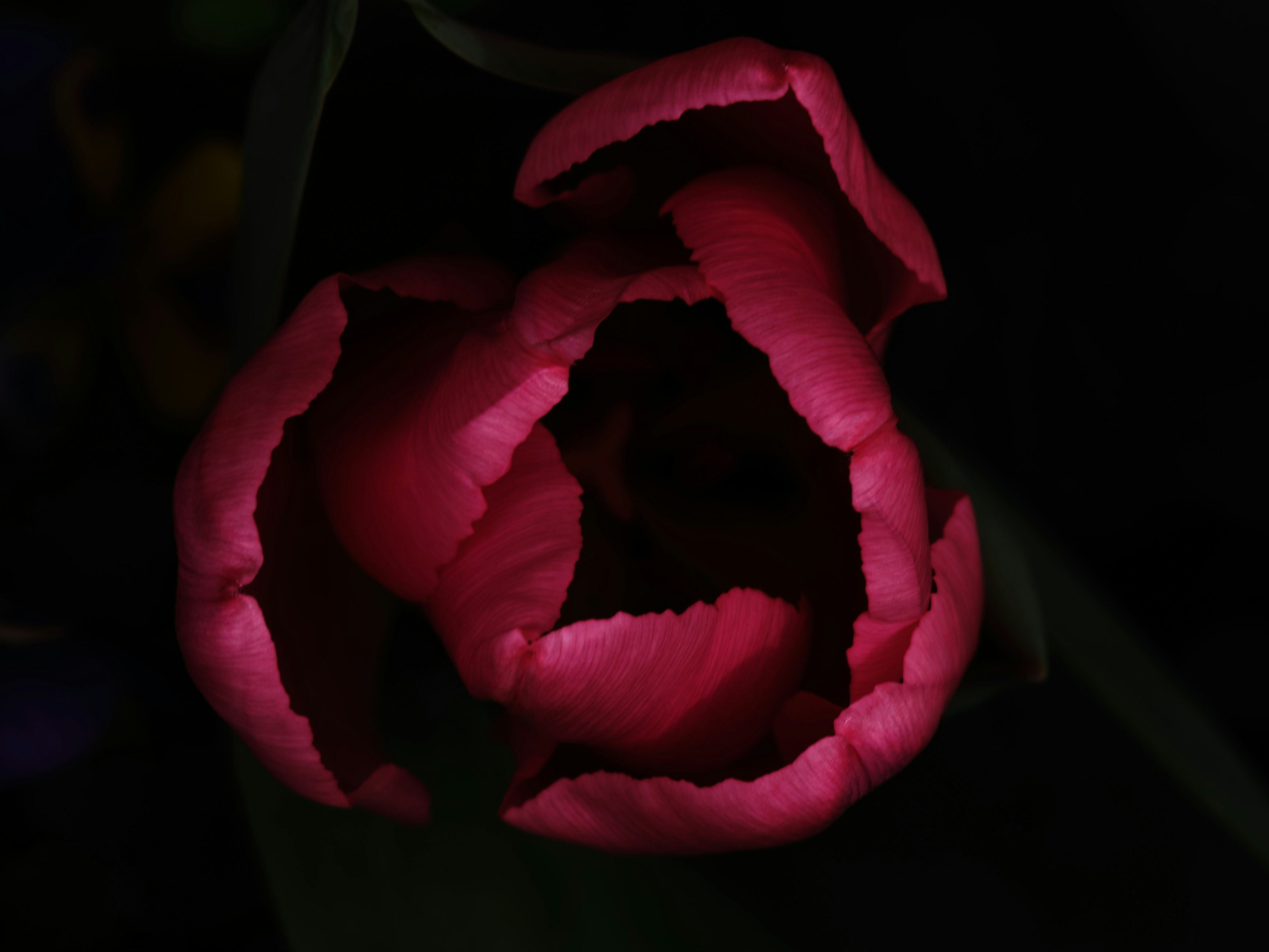 暗い背景に浮かび上がる赤いチューリップの花