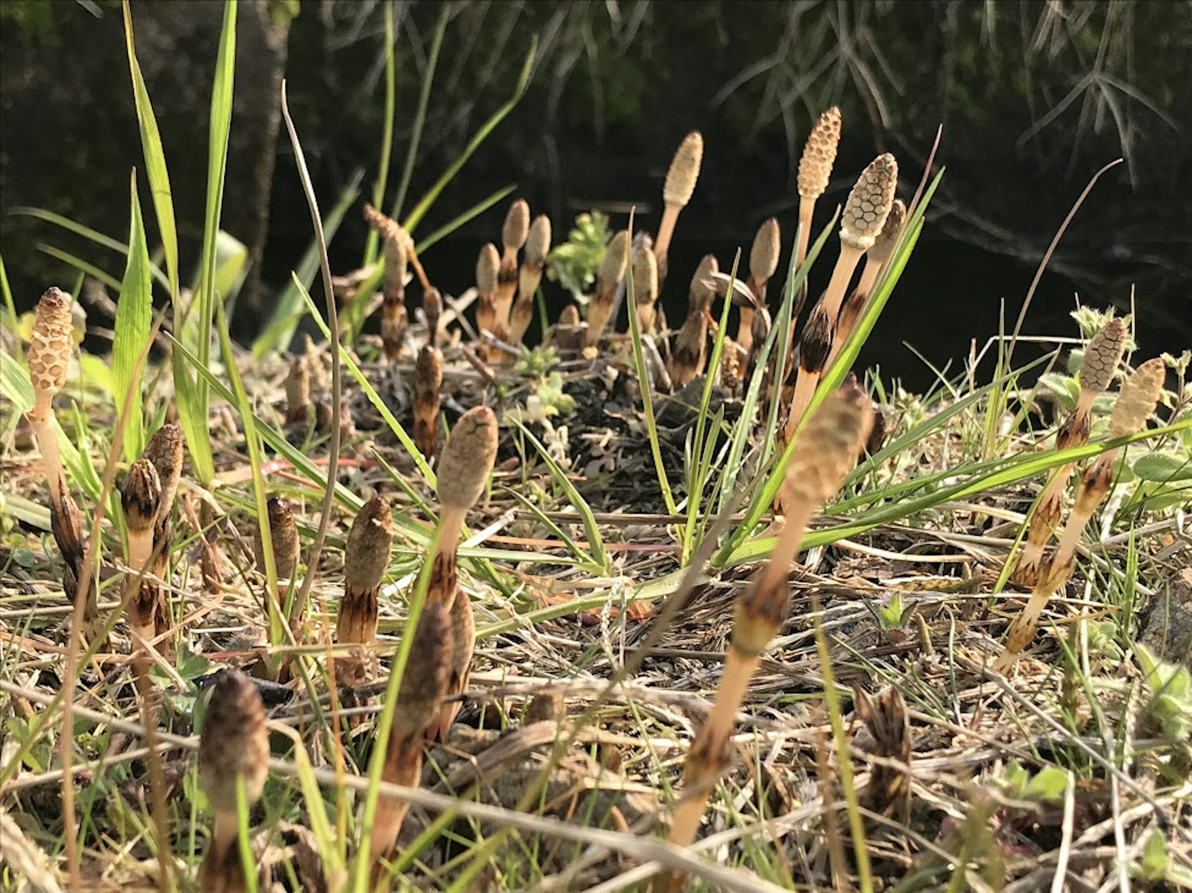 Un gruppo di piante di equiseto e erba verde in una zona umida