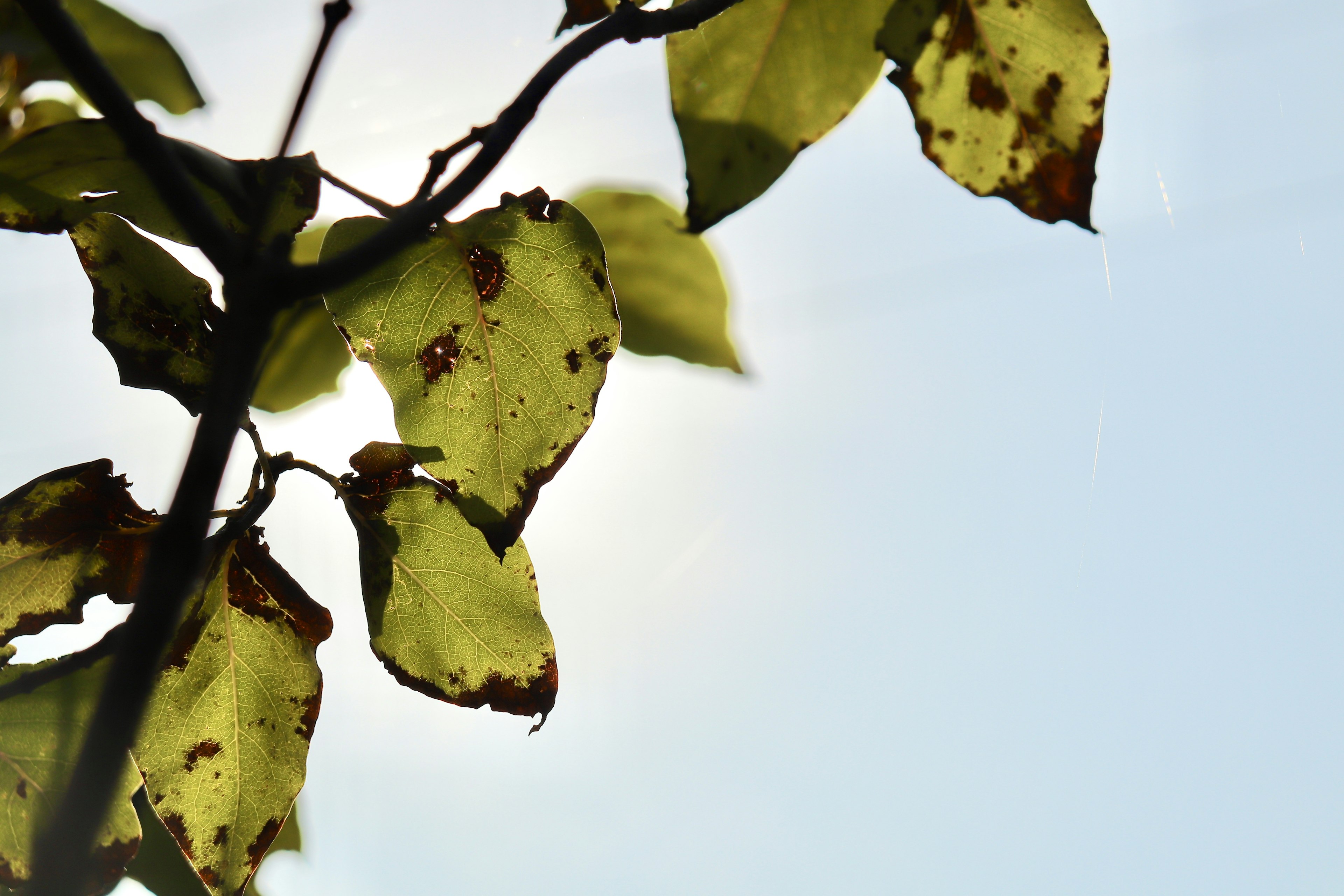 Dried leaves backlit by sunlight against a blue sky