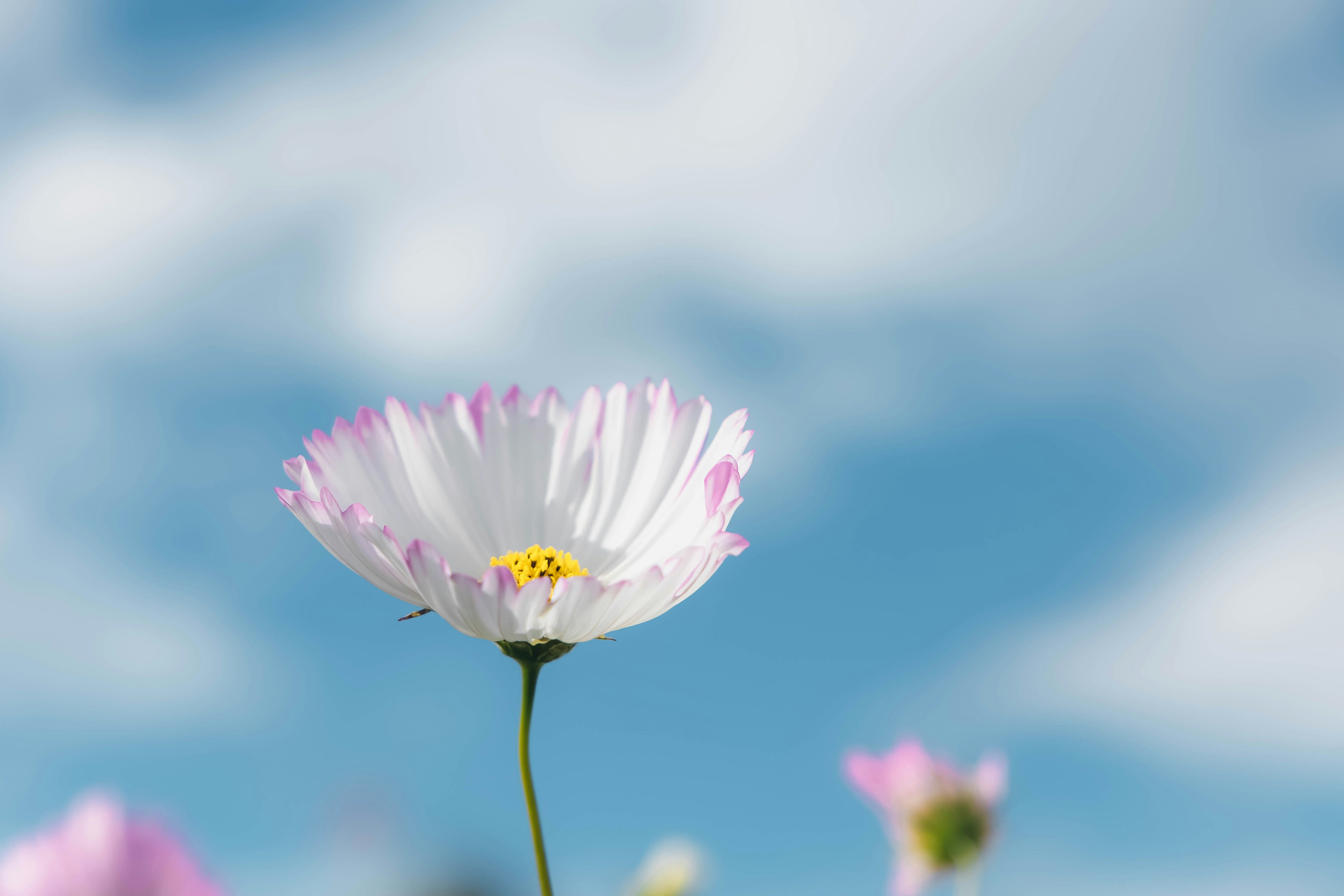 Nahaufnahme einer weißen Blume, die unter einem blauen Himmel blüht