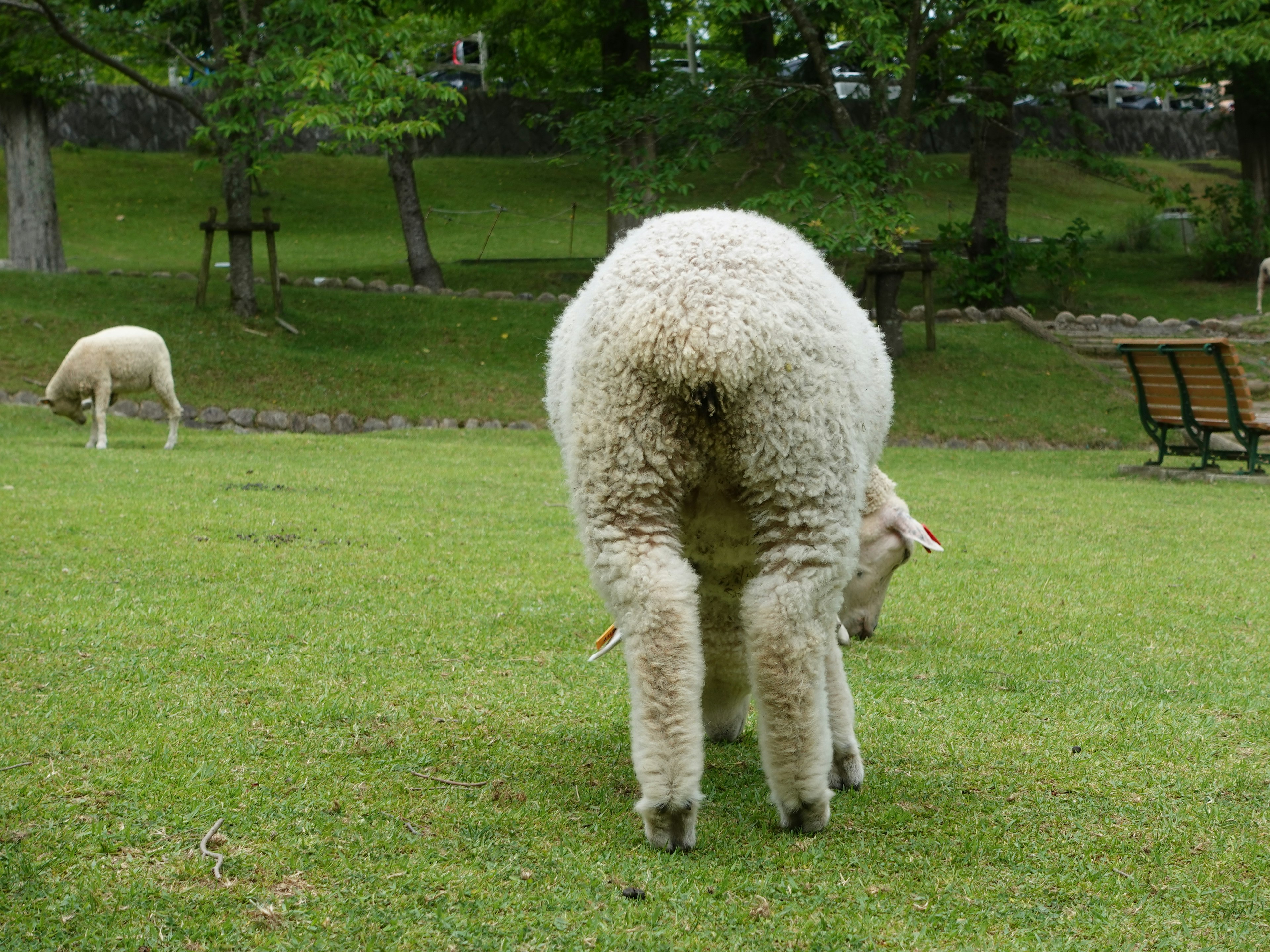 A sheep standing on grass from behind with another sheep in the background