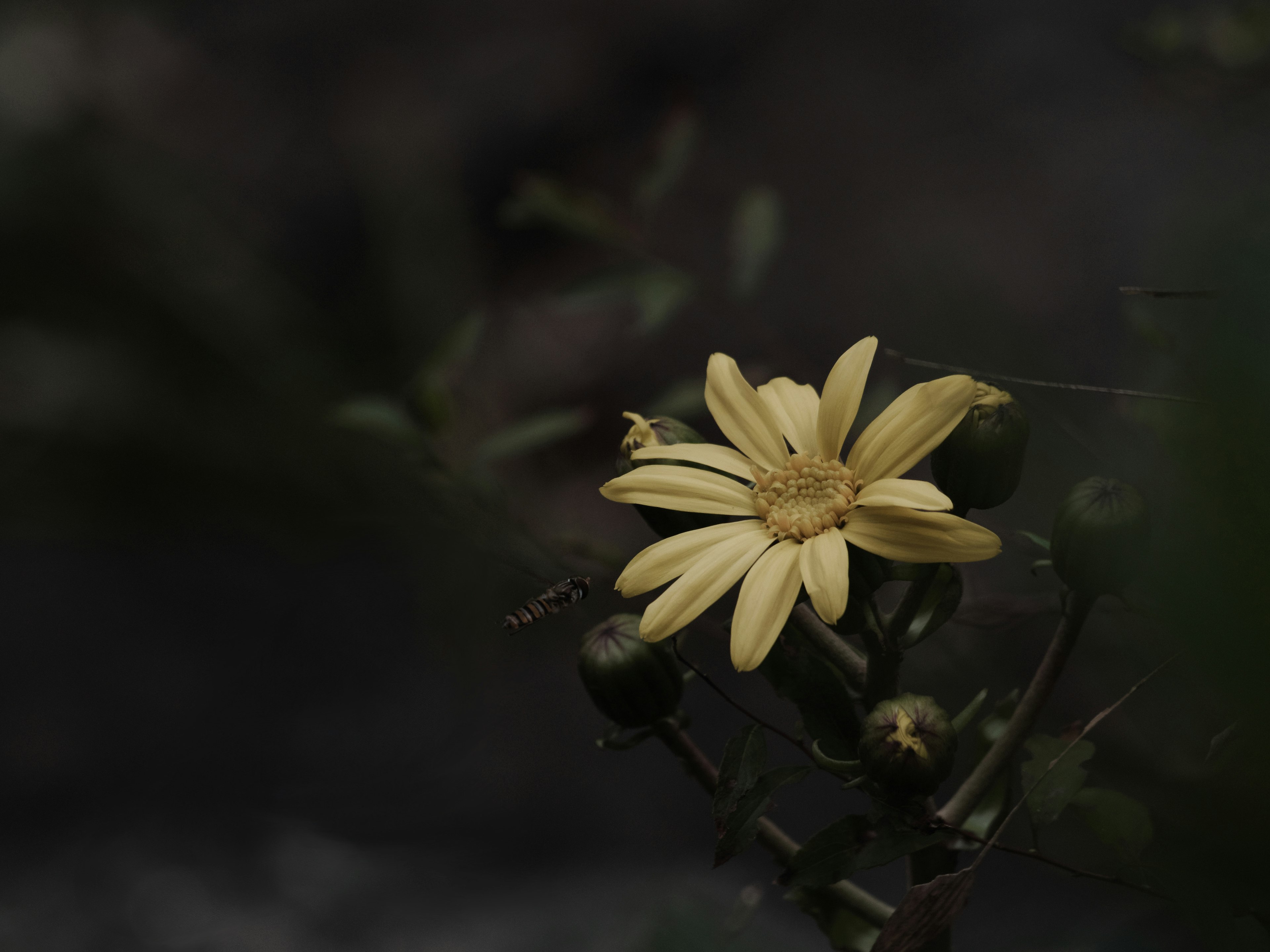 Close-up of a yellow flower against a dark background