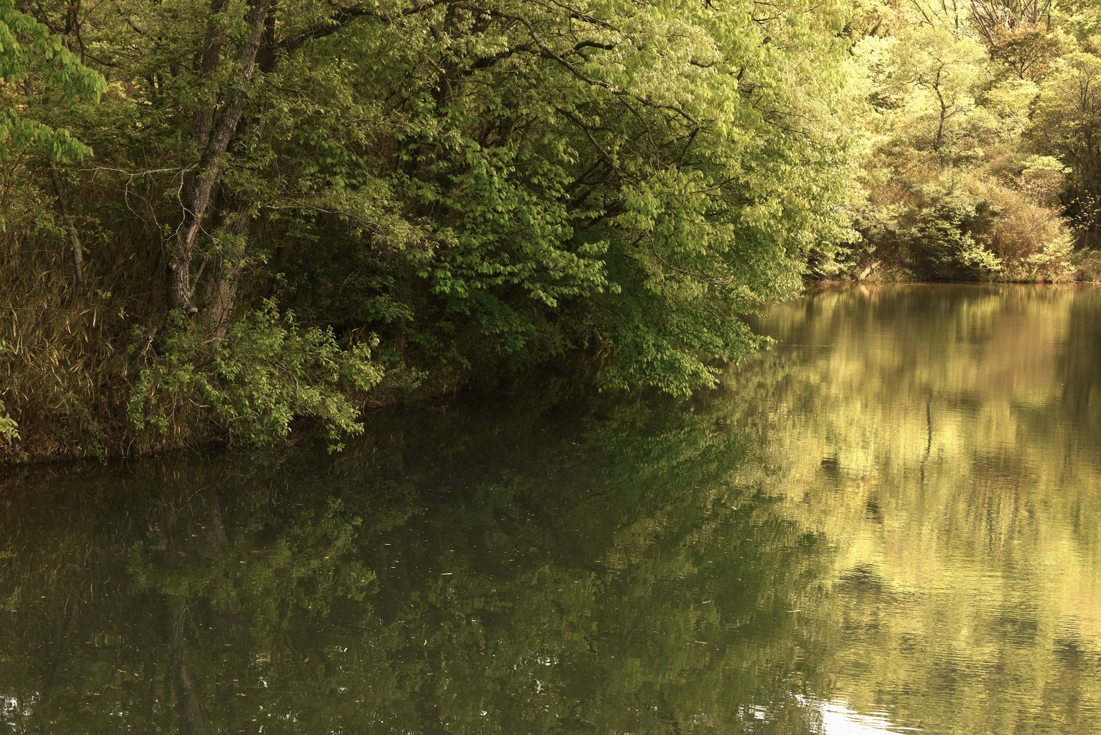 Una scena di lago tranquillo con alberi verdi lussureggianti che si riflettono sull'acqua