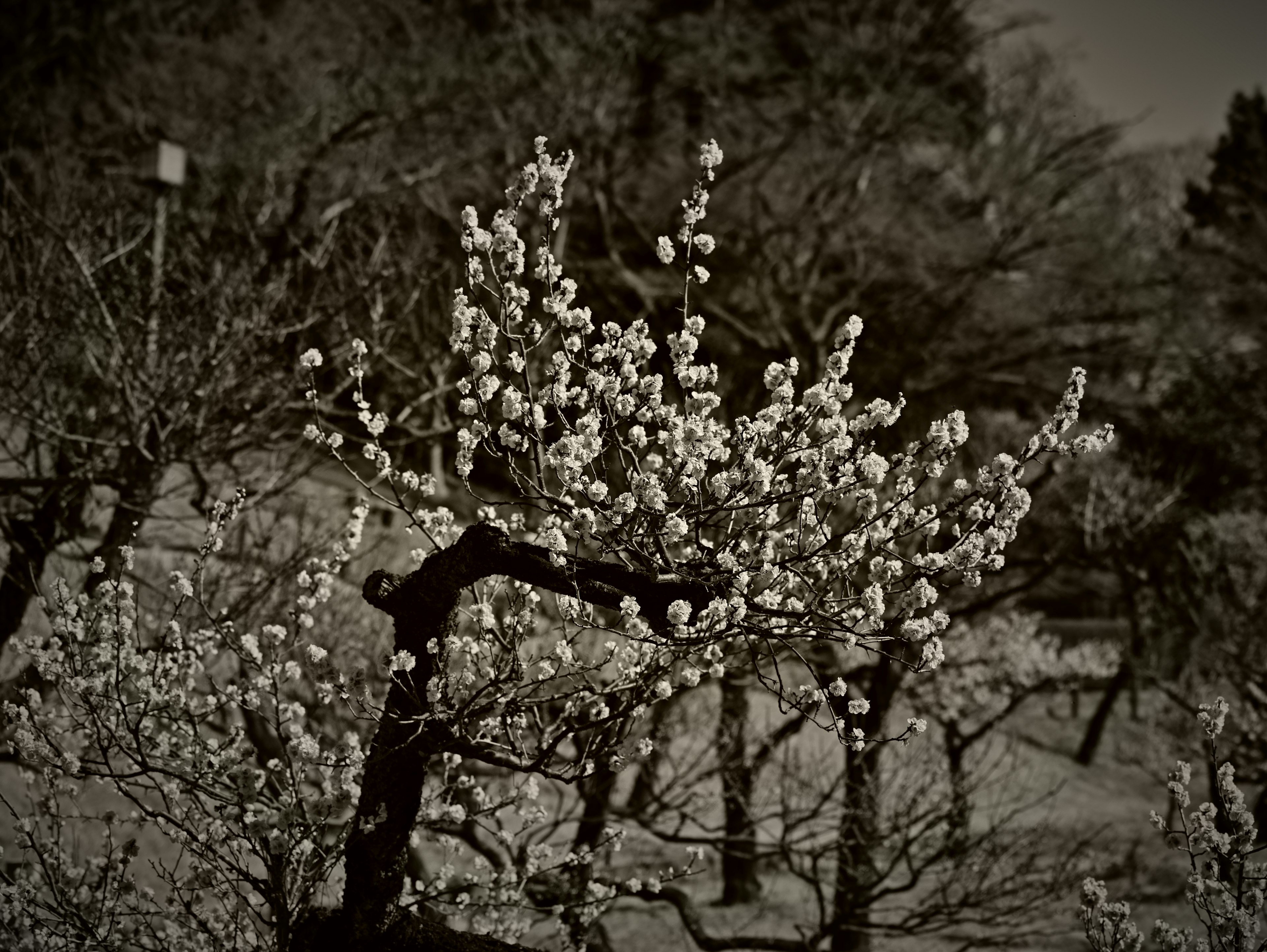 Ein Baum mit weißen Blüten und Silhouetten von Bäumen im Hintergrund