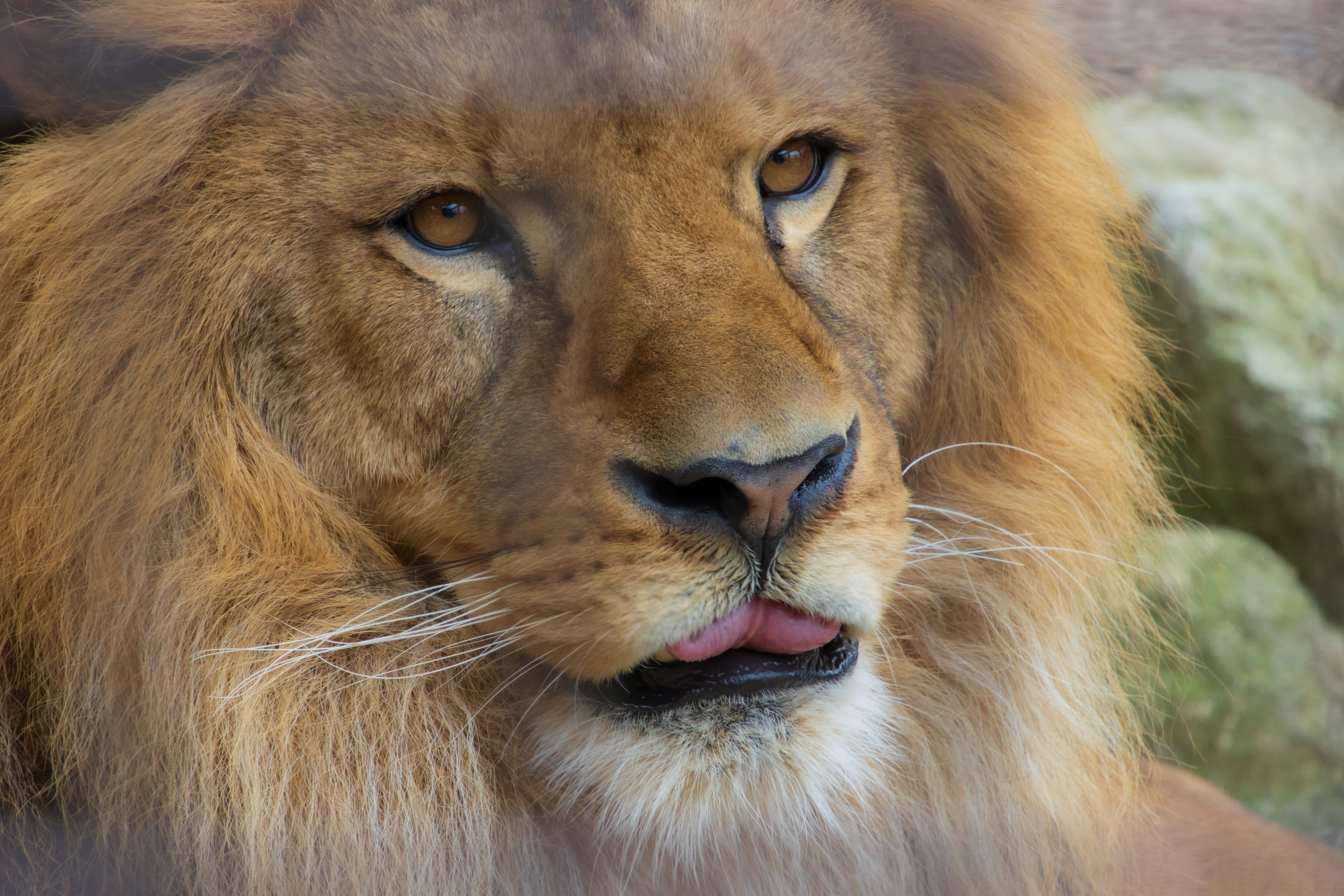 Close-up of a lion's face with golden fur and sharp eyes tongue slightly out