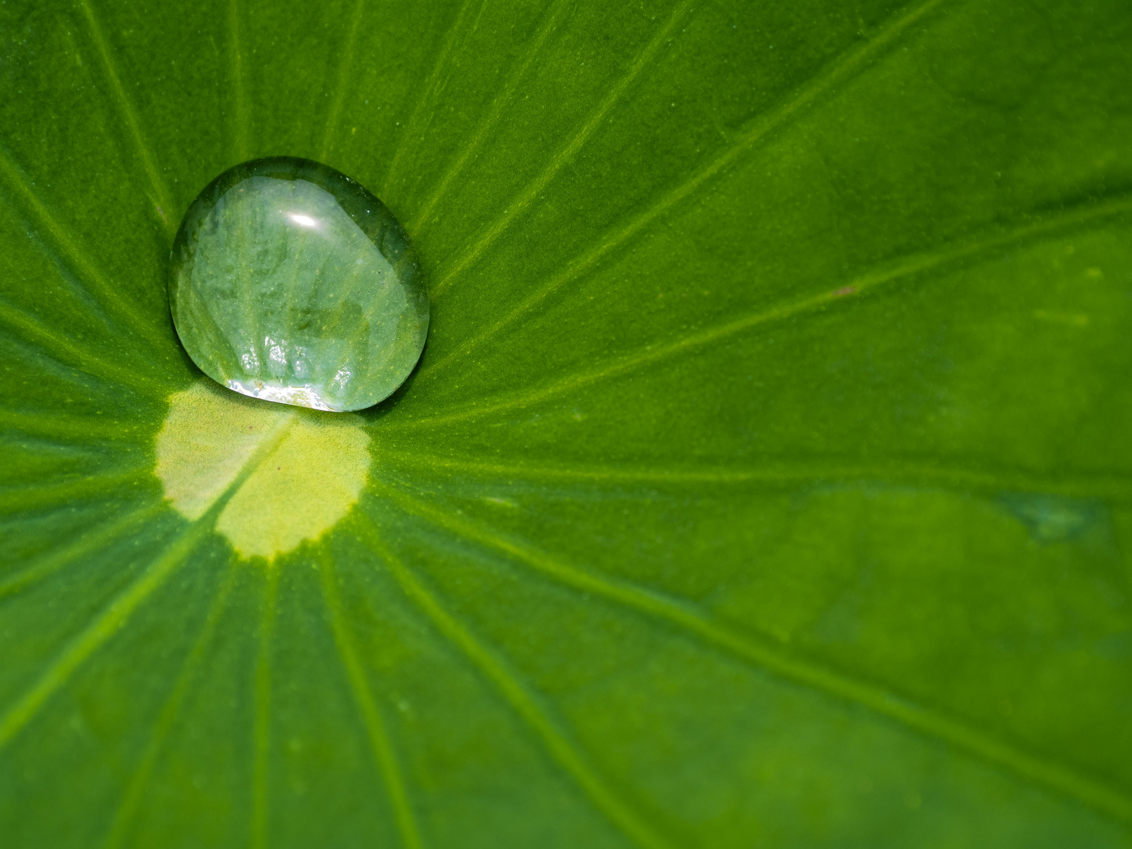 Goccia d'acqua su una foglia verde con motivi radiali