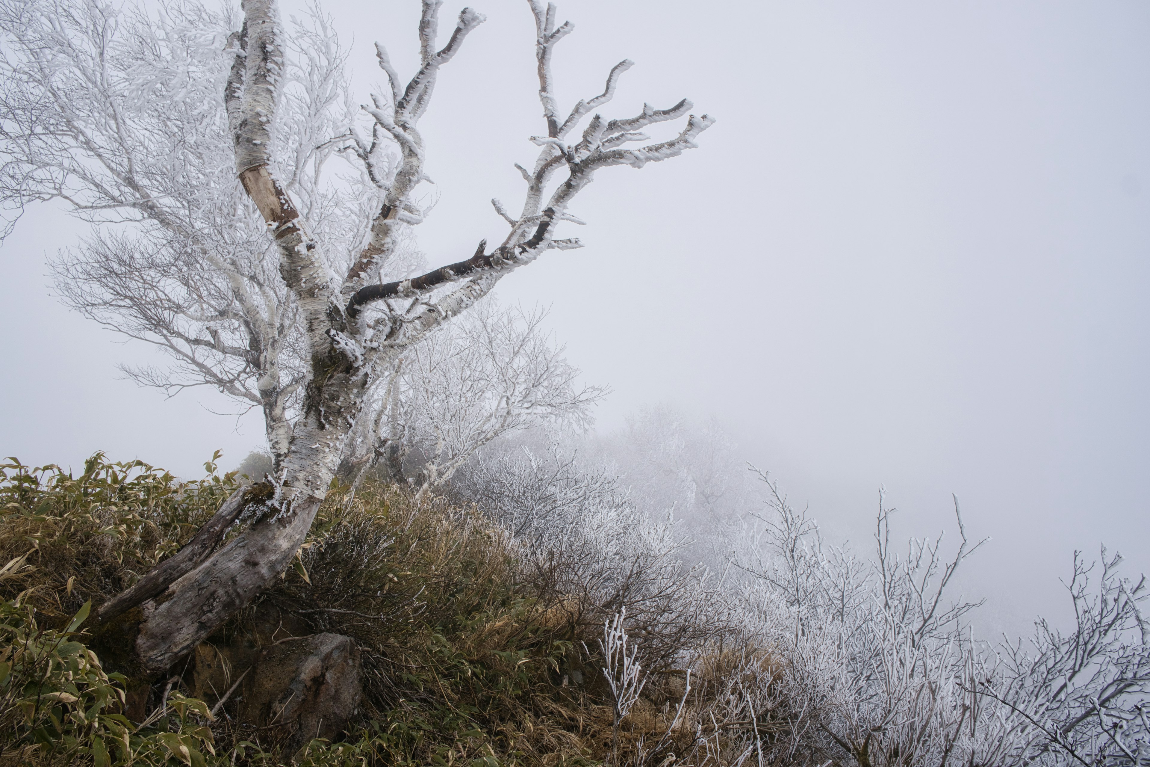 霧に包まれた山の斜面に立つ白い枯れ木と草