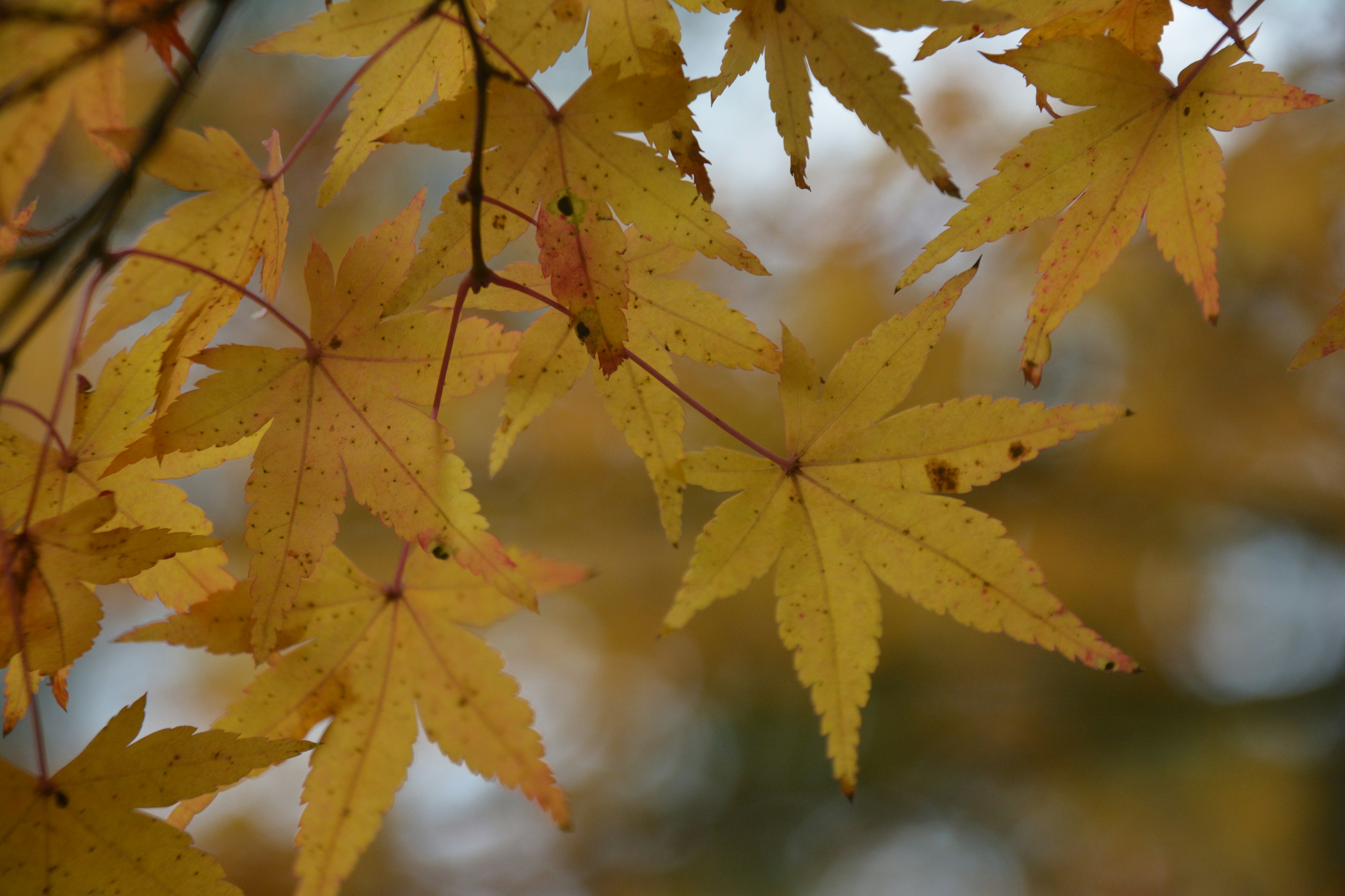 Close-up of branches with yellow maple leaves