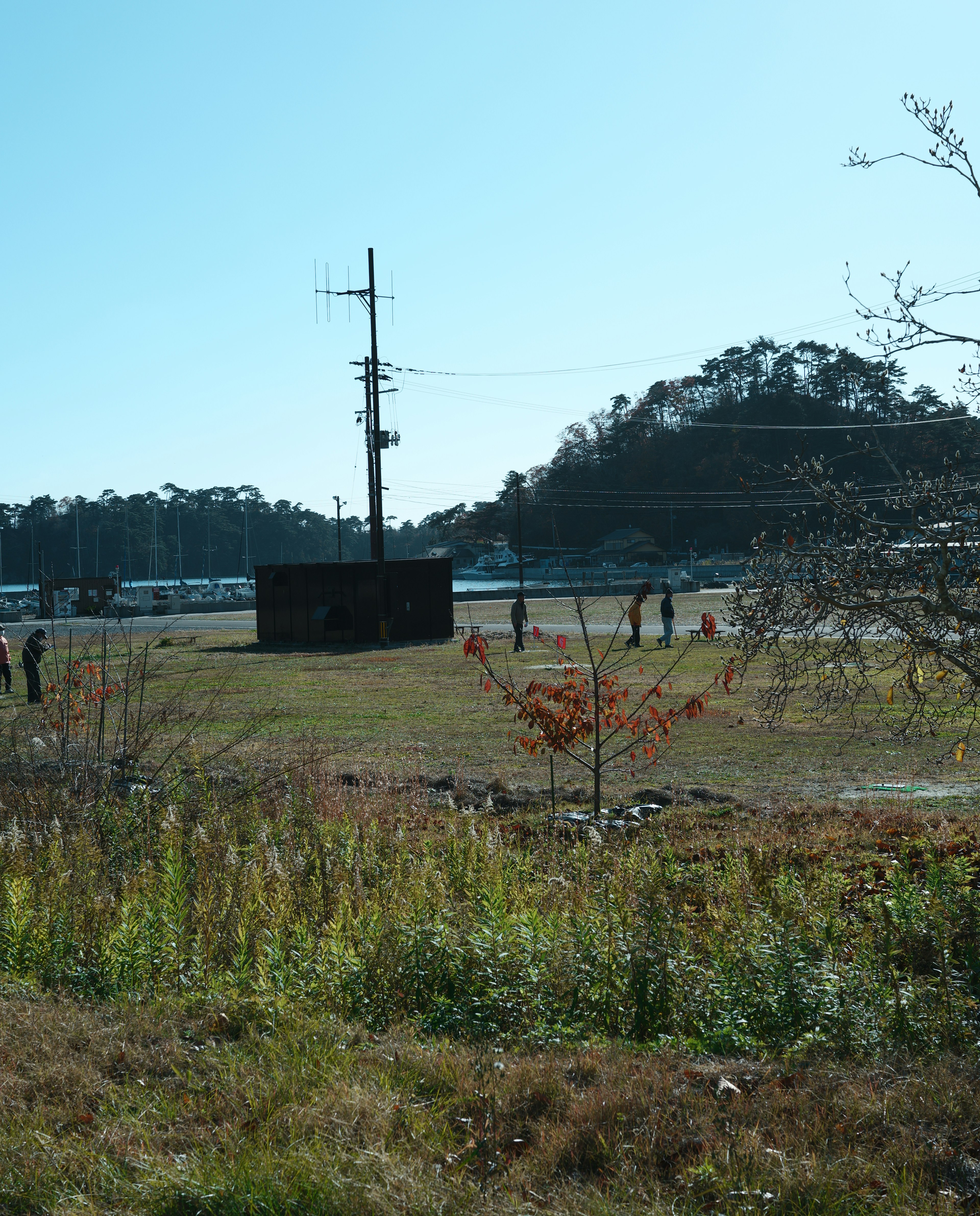 草原に小屋と電柱が立つ風景