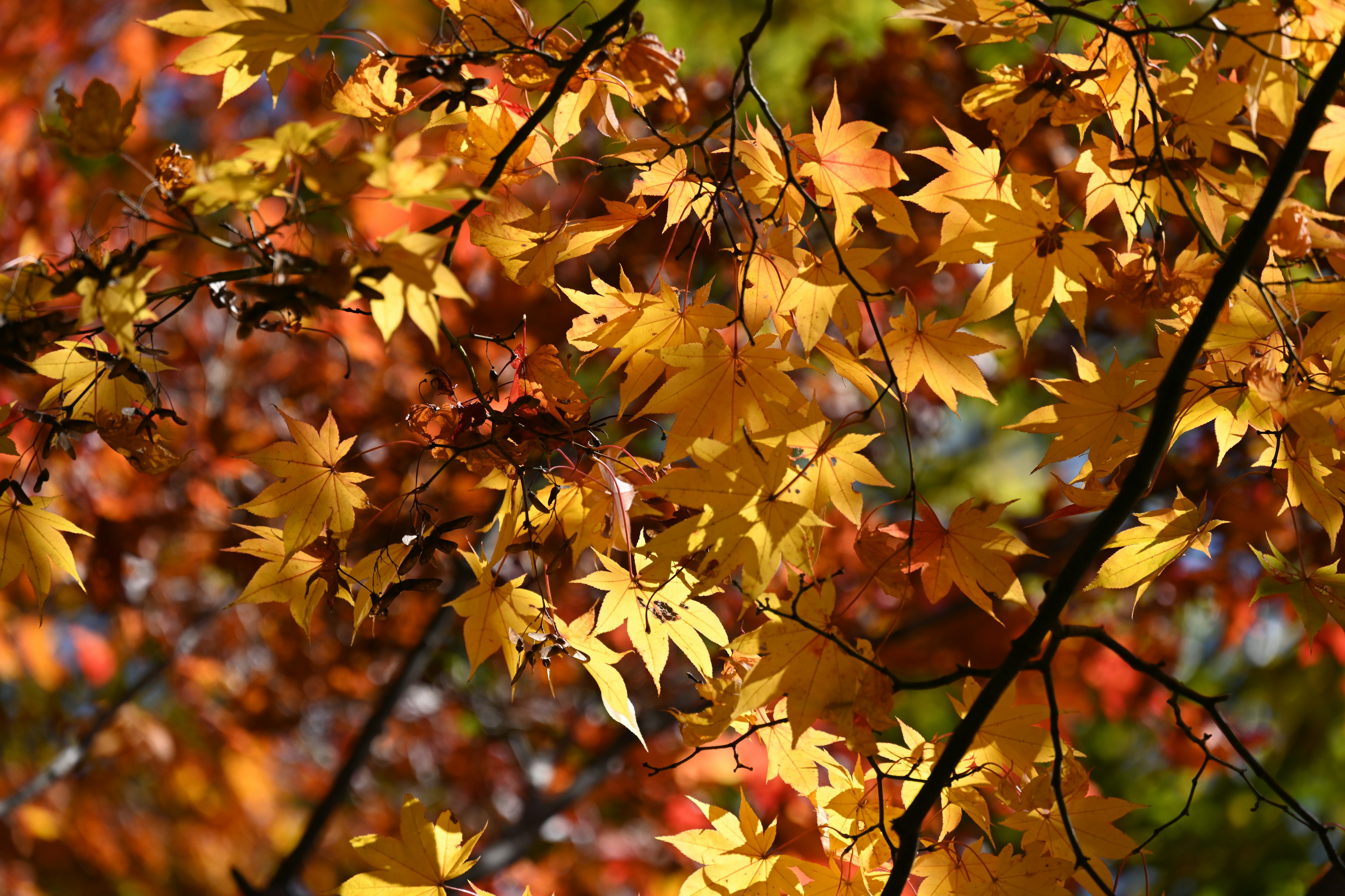 Close-up of autumn leaves with vibrant yellow and orange hues