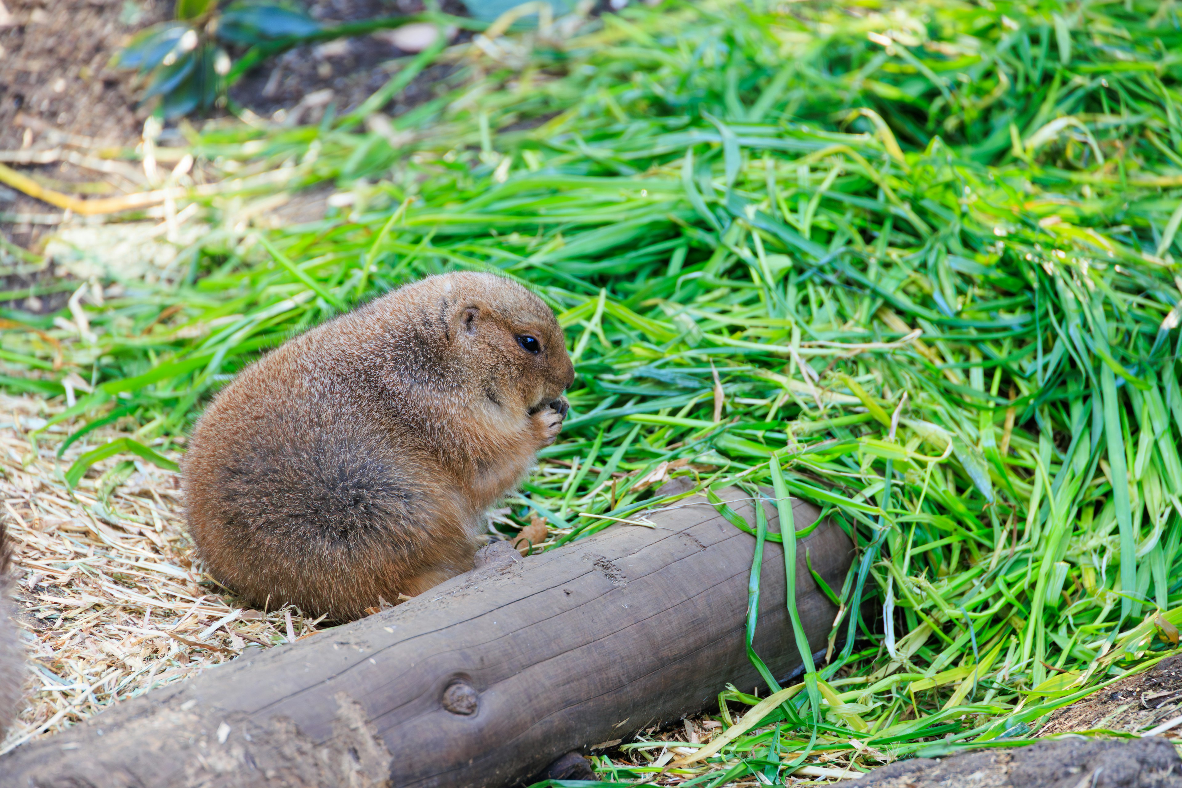 Vista laterale di un marmotta seduta sull'erba