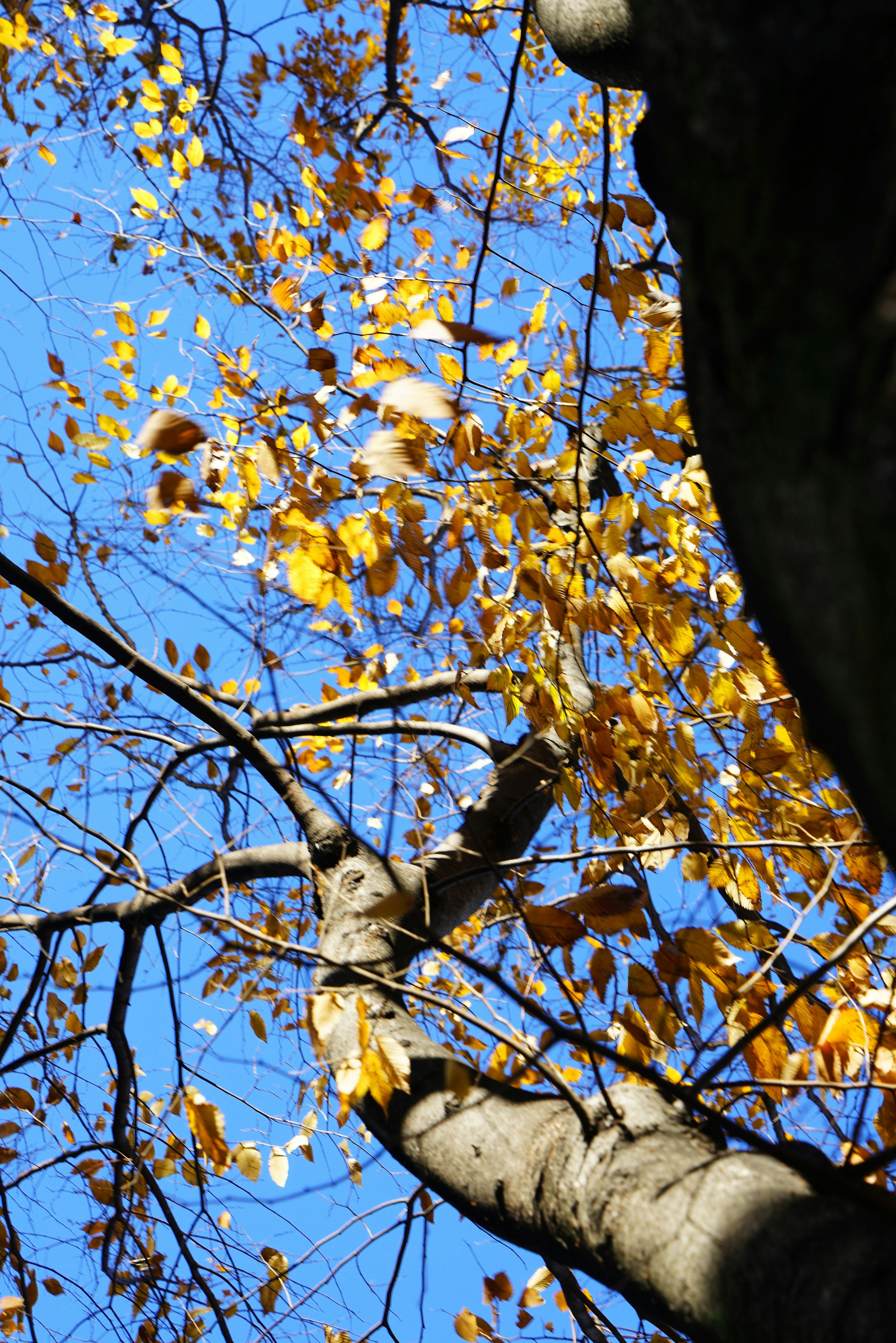 Branches d'arbre avec des feuilles jaunes sous un ciel bleu