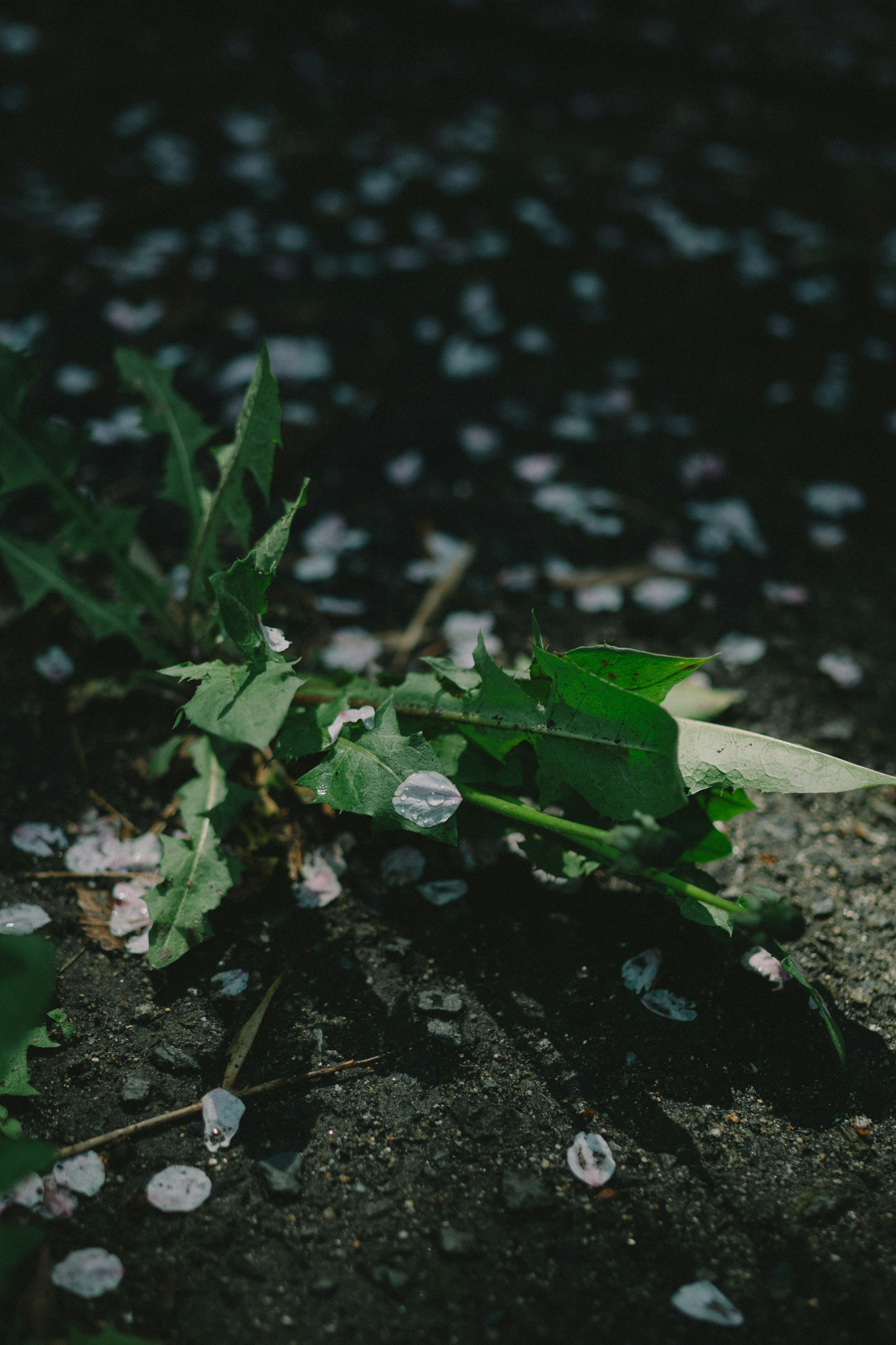 Feuilles vertes avec des pétales éparpillés sur un fond sombre