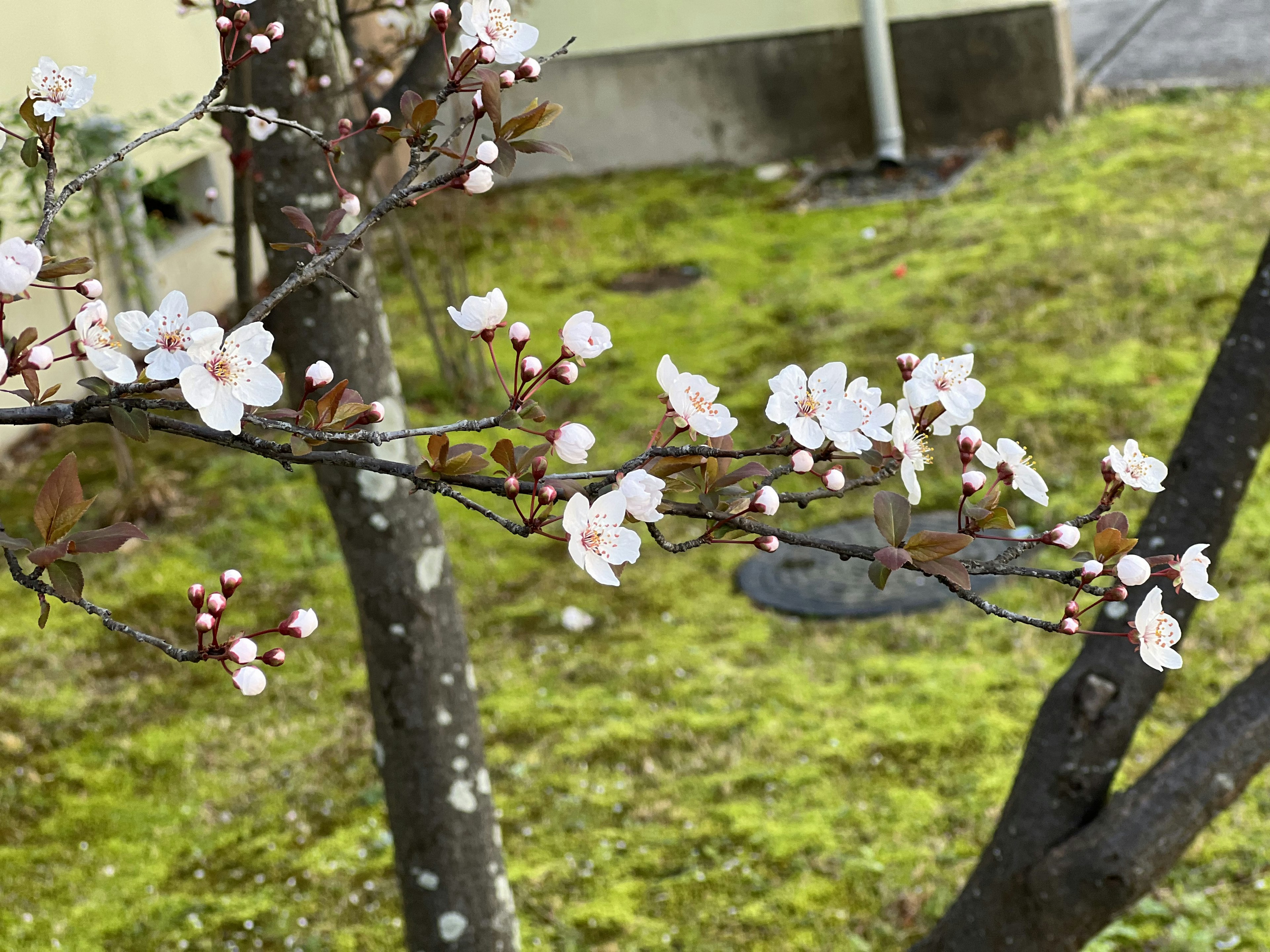 Cherry blossom branch with white flowers above green grass