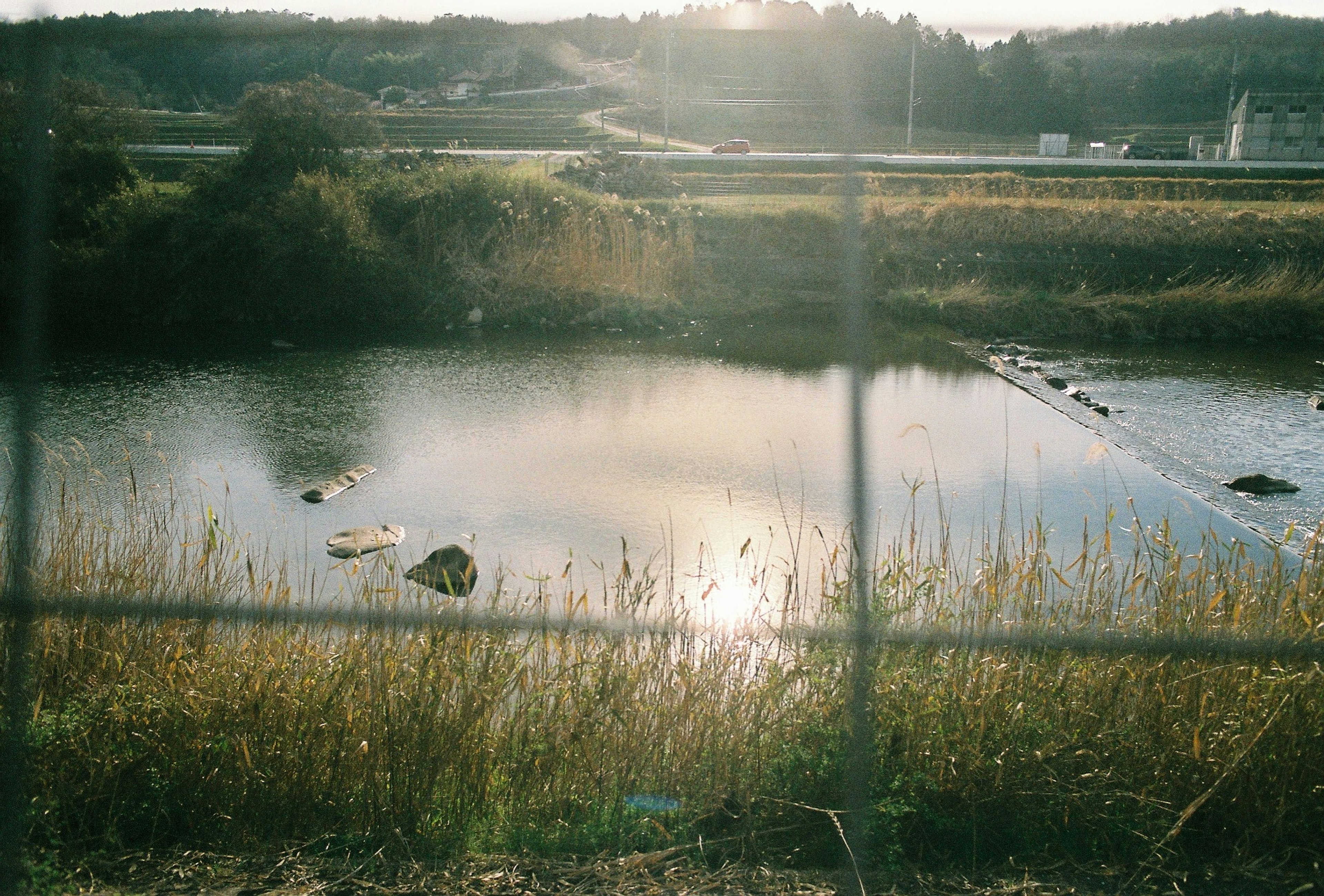 Ruhige Wasseroberfläche, die den Sonnenuntergang umgeben von Gras widerspiegelt